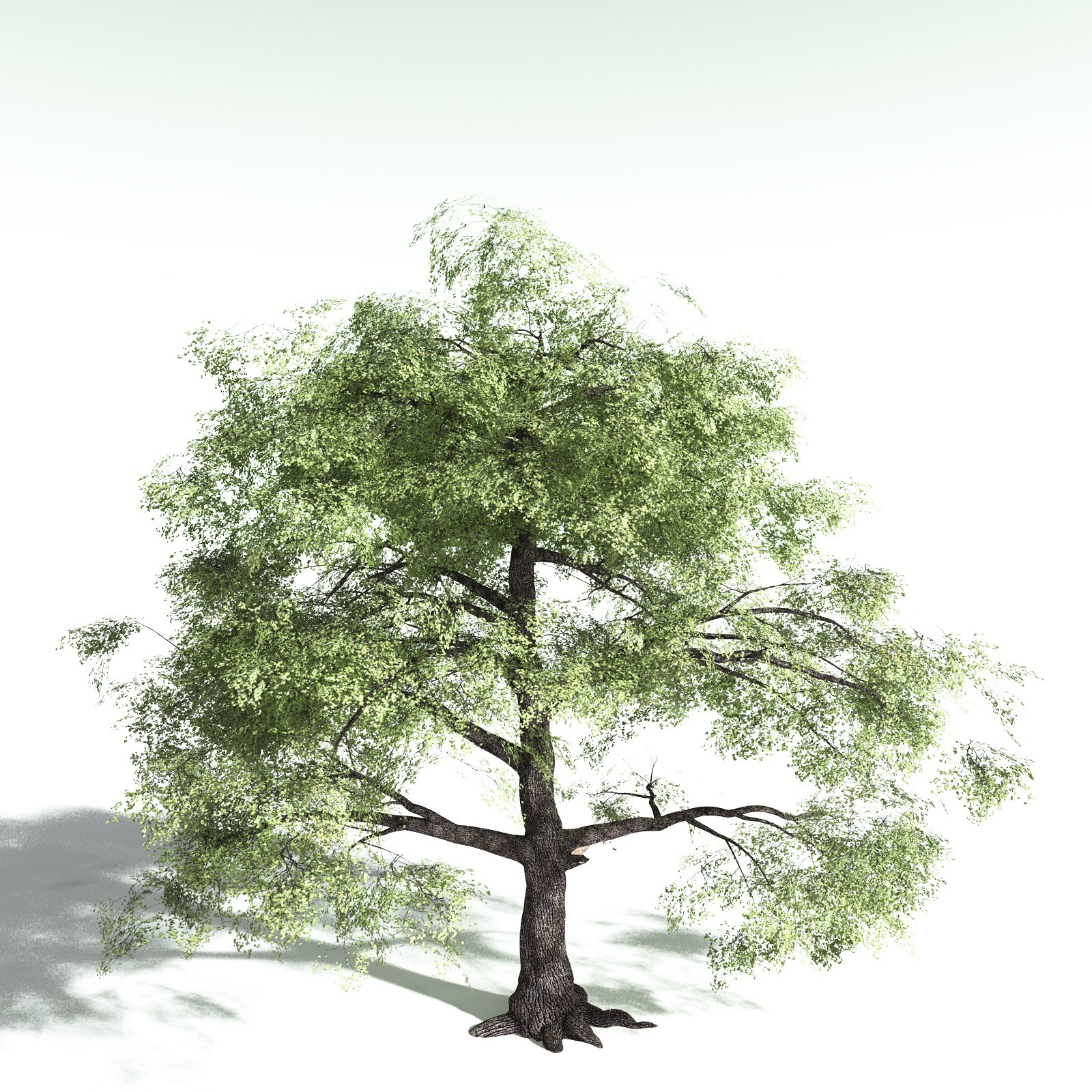 EVERYPlant Bigleaf Maple for Poser by N/A