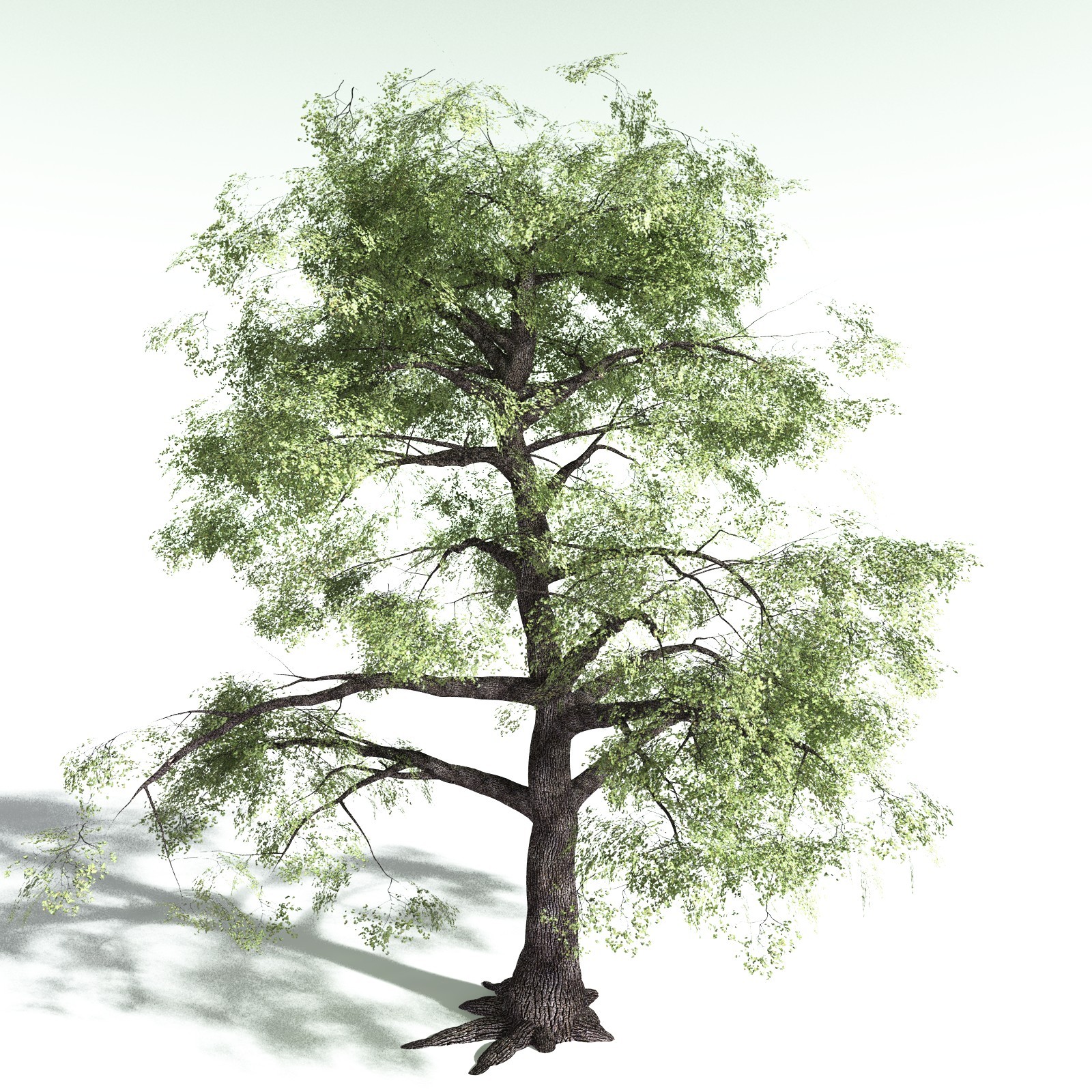 EVERYPlant Bigleaf Maple for Poser by N/A
