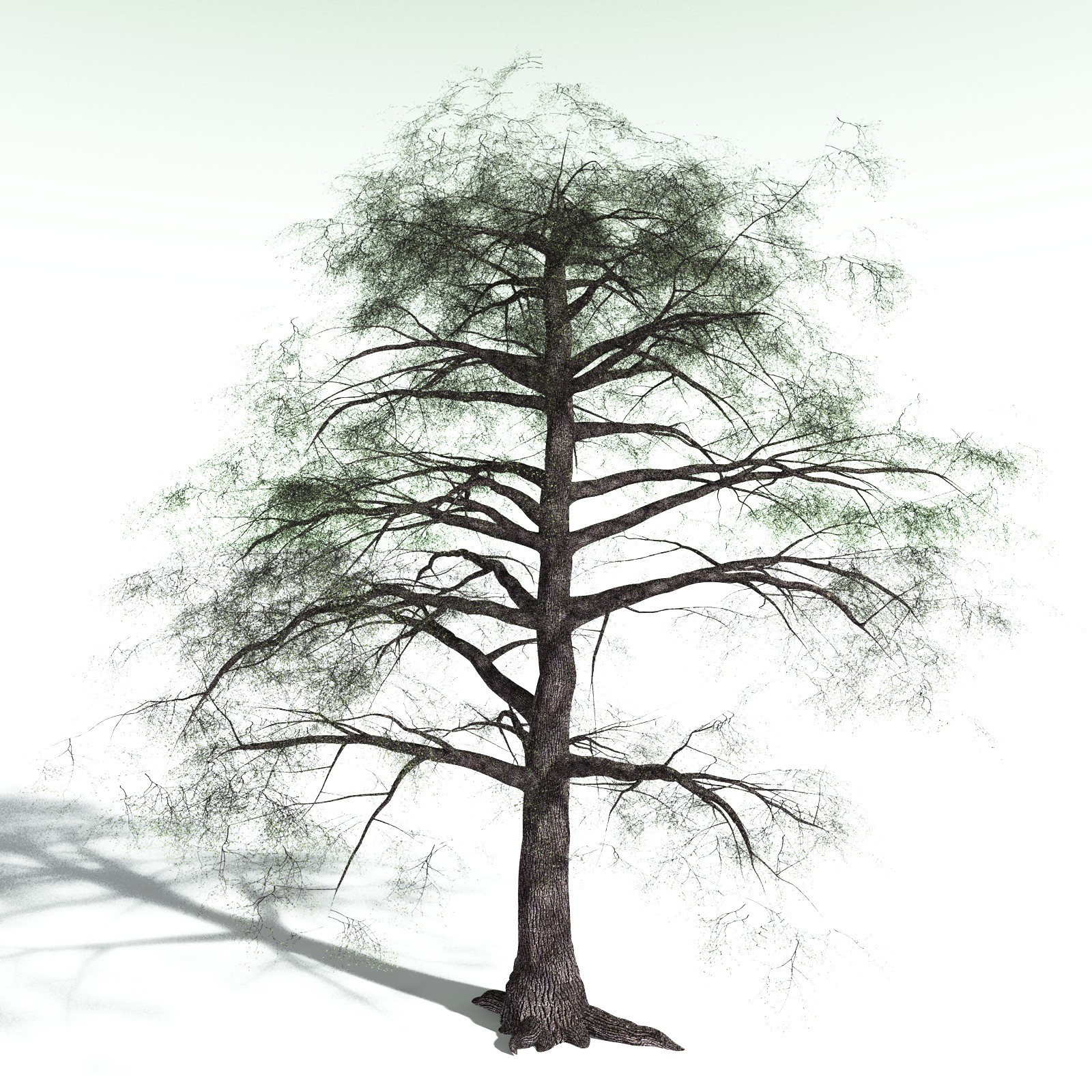 EVERYPlant Bigleaf Maple for Poser by N/A