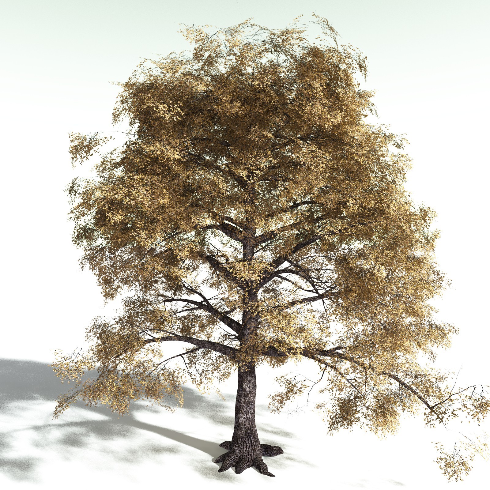 EVERYPlant Bigleaf Maple for Poser by N/A