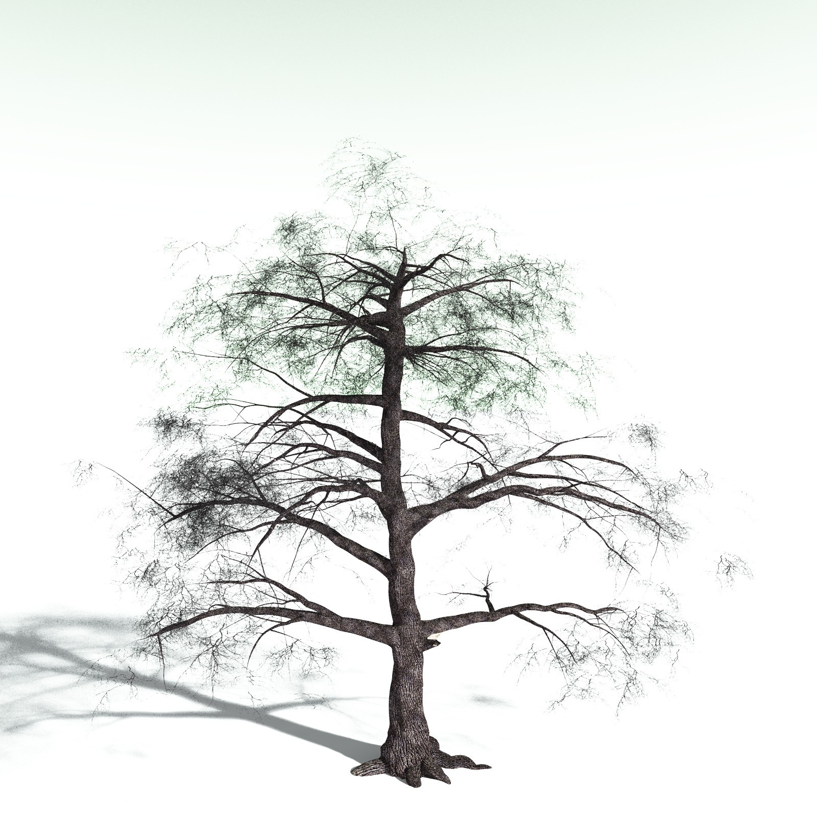 EVERYPlant Bigleaf Maple for Poser by N/A