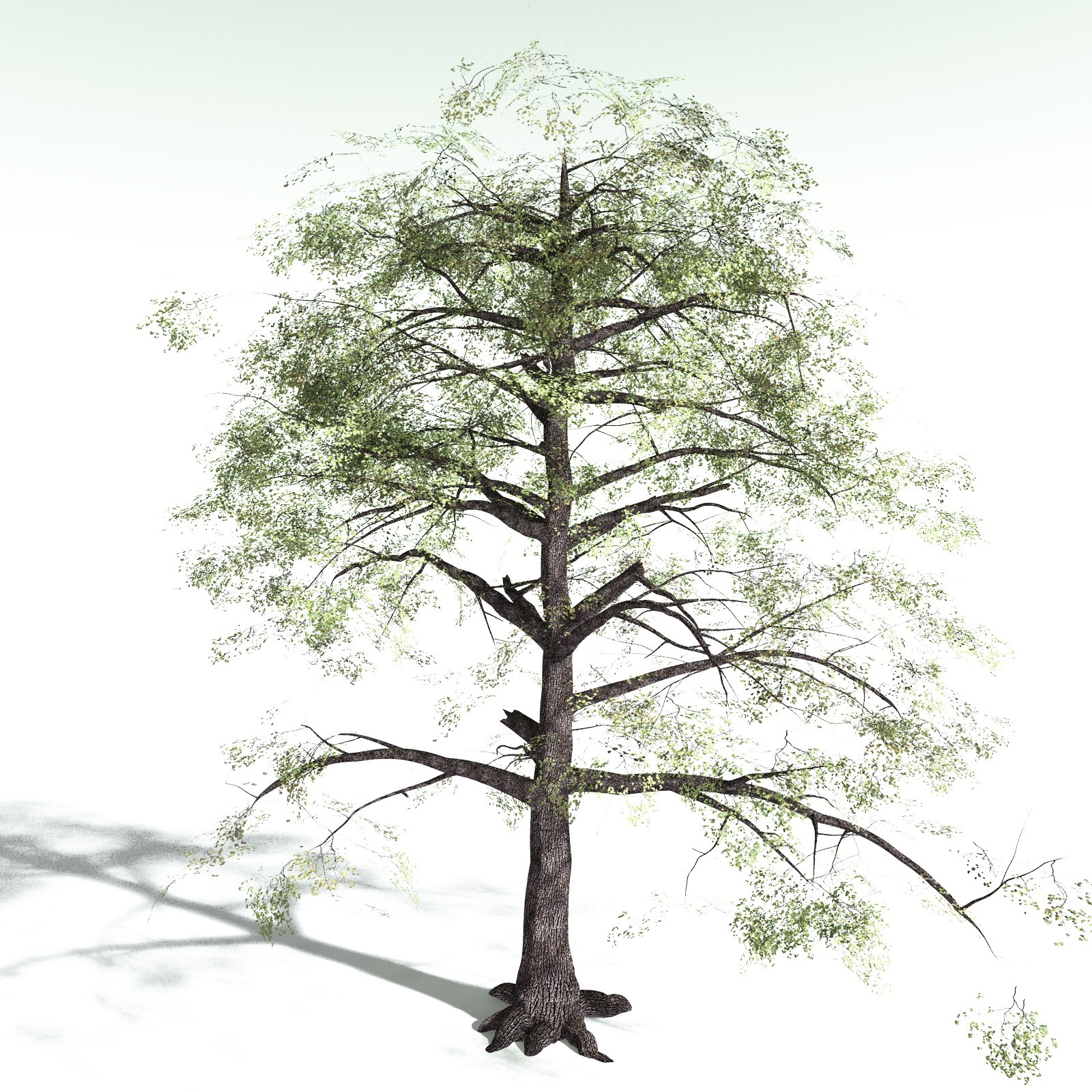 EVERYPlant Bigleaf Maple for Poser by N/A