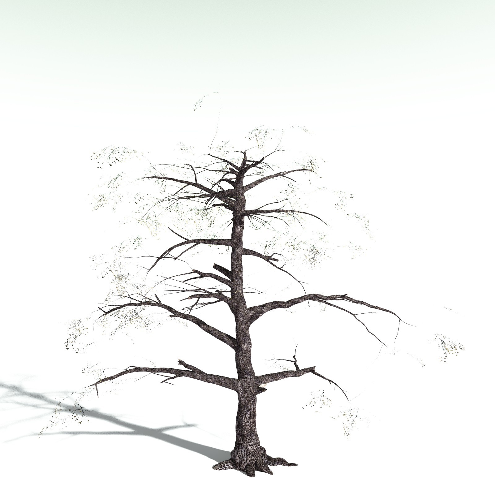 EVERYPlant Bigleaf Maple for Poser by N/A