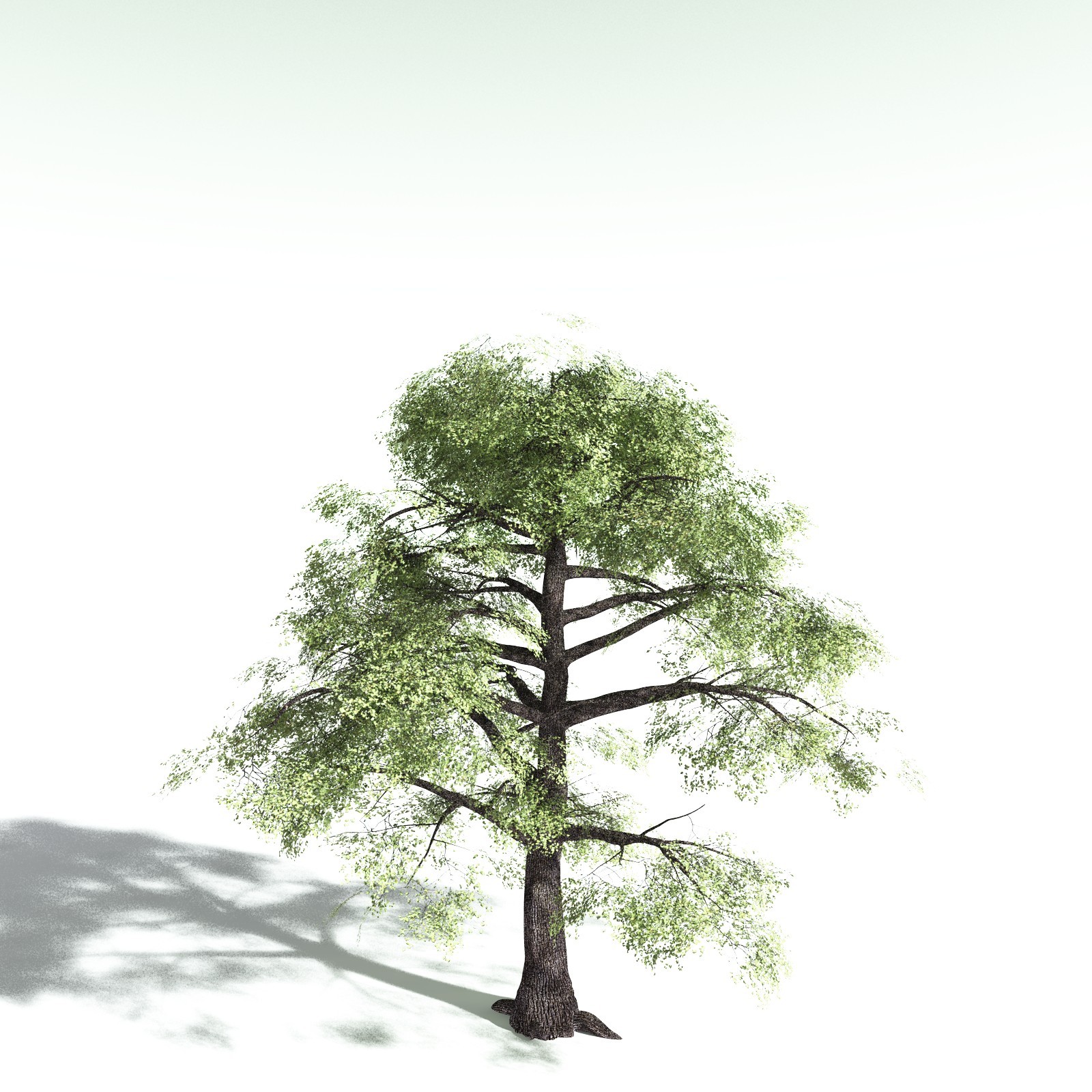 EVERYPlant Bigleaf Maple for Poser by N/A