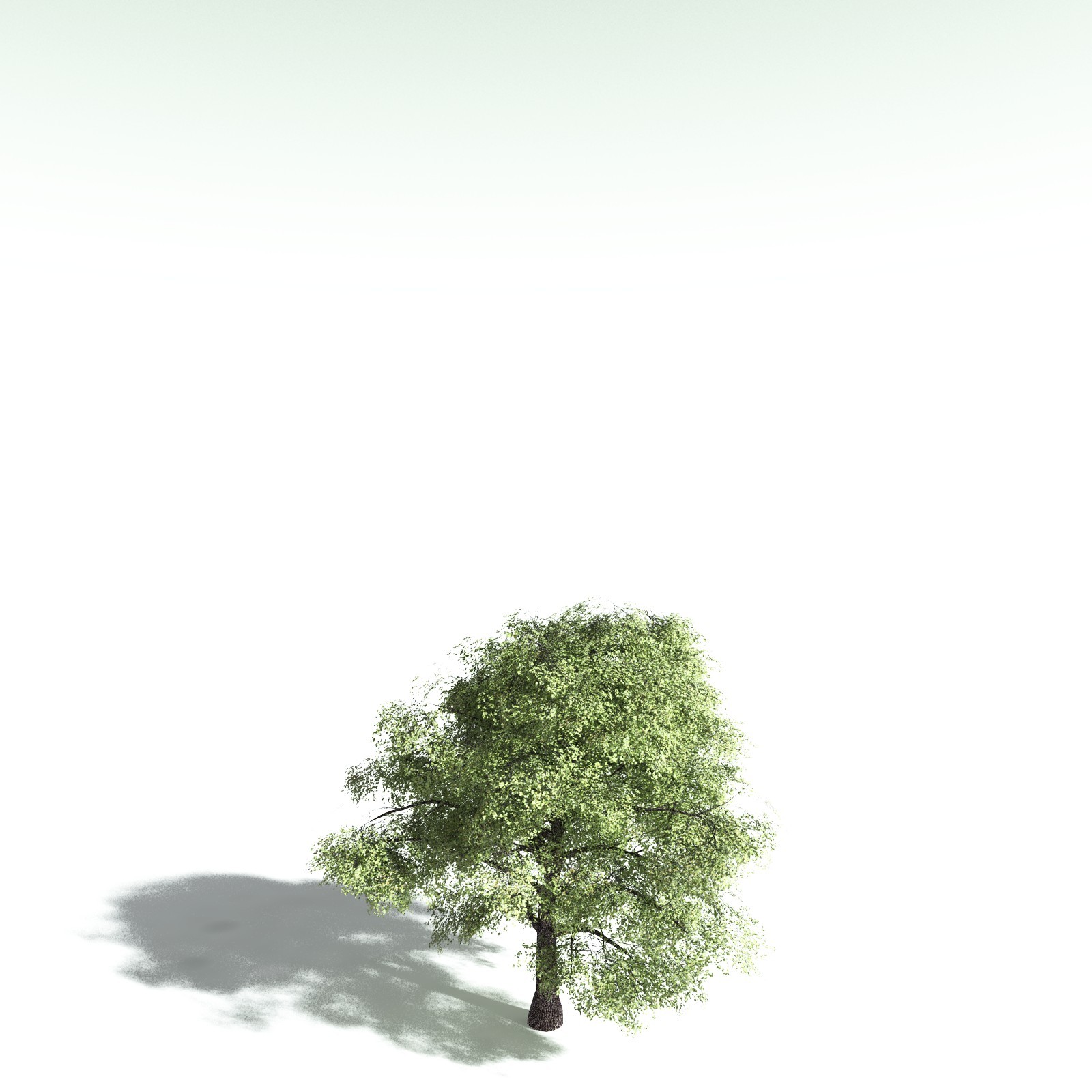 EVERYPlant Bigleaf Maple for Poser by N/A