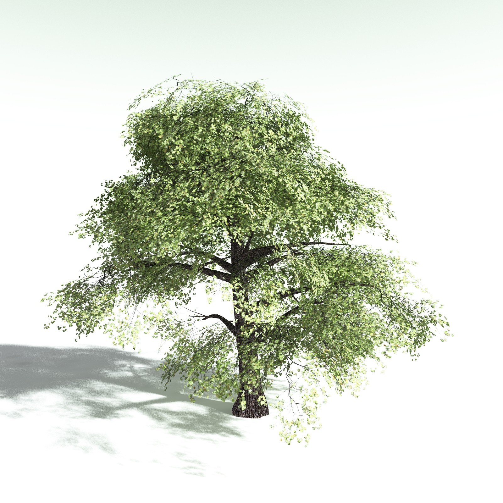 EVERYPlant Bigleaf Maple for Poser by N/A