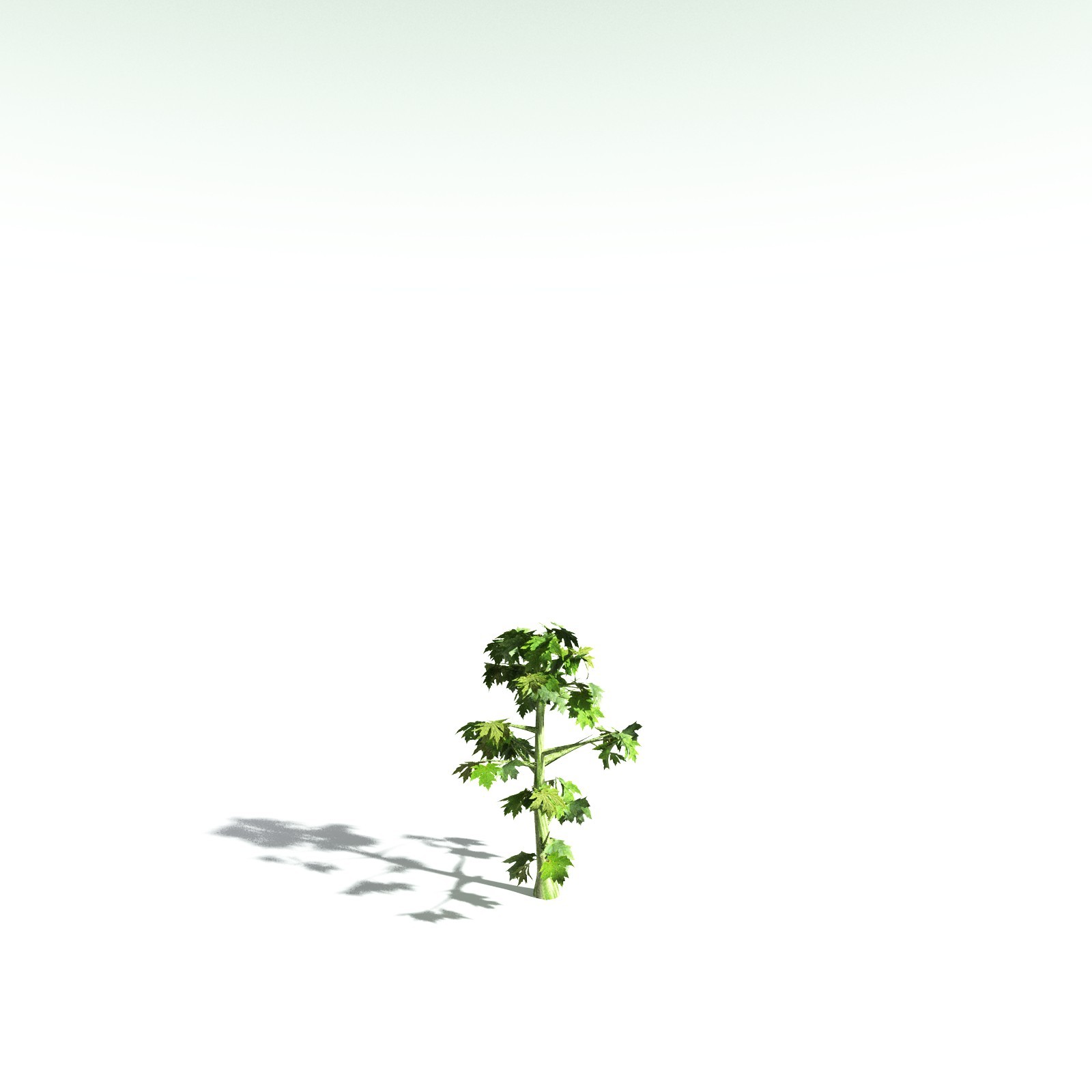 EVERYPlant Bigleaf Maple for Poser by N/A