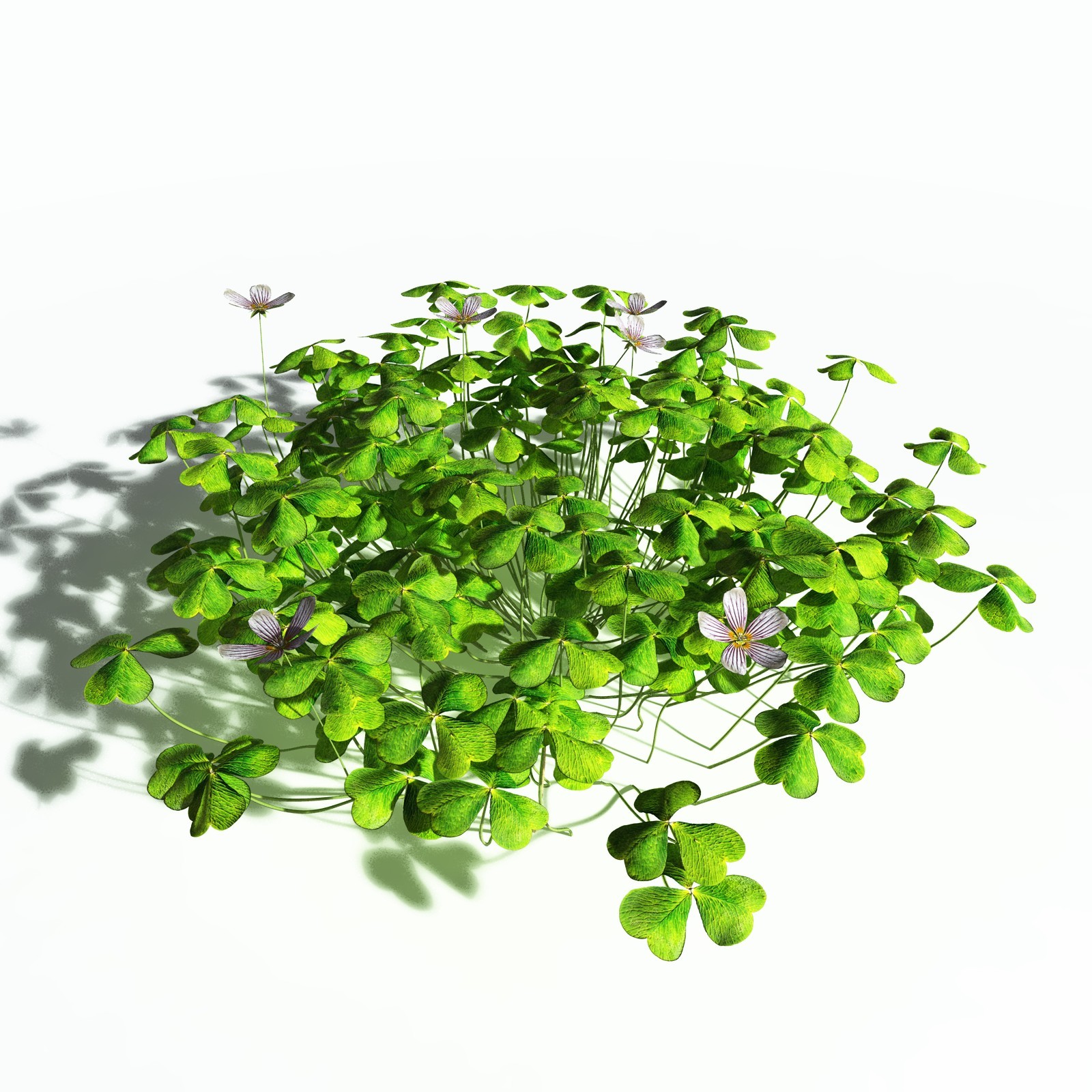 EVERYPlant Redwood Sorrel for Poser by N/A