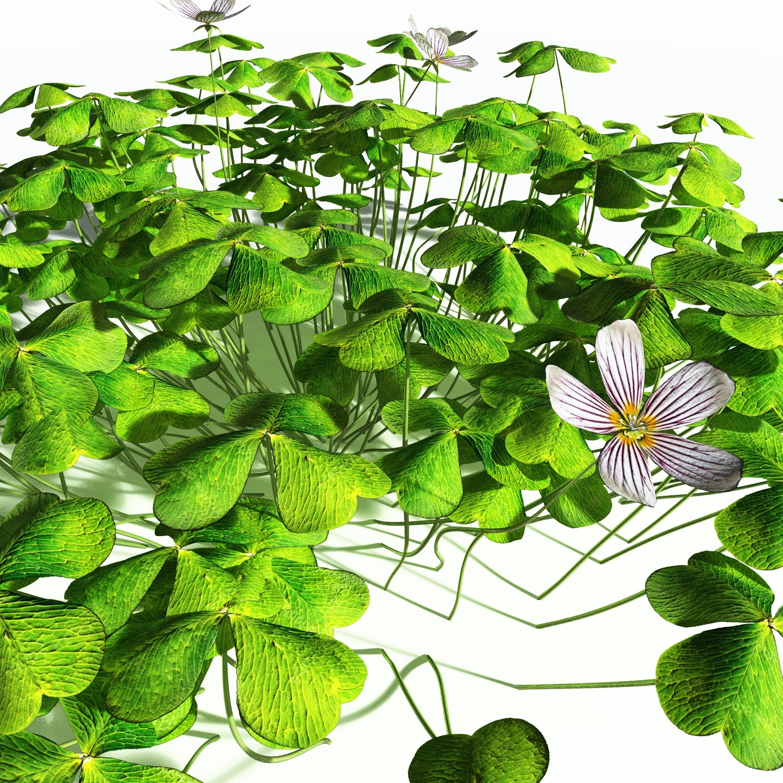 EVERYPlant Redwood Sorrel for Poser by N/A