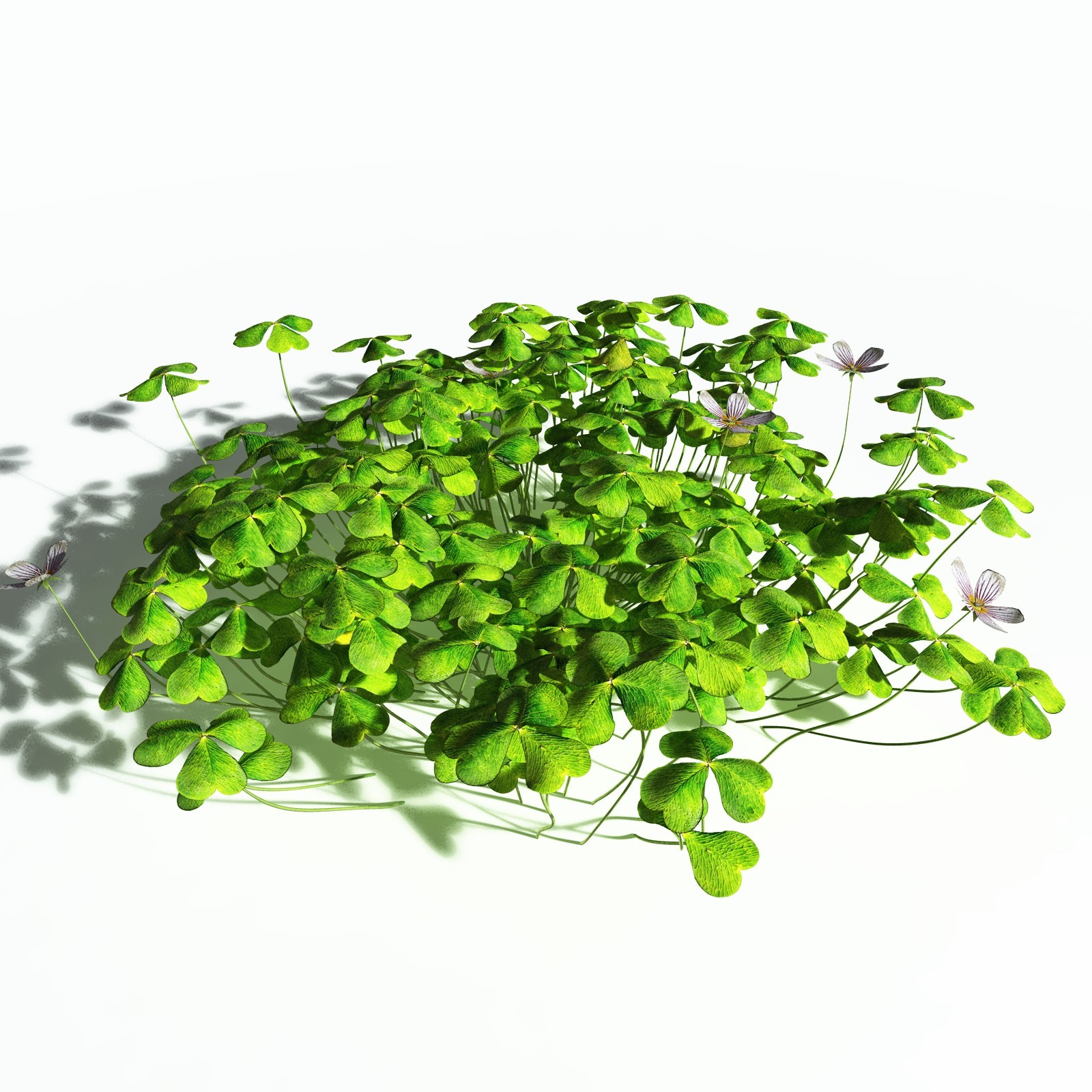 EVERYPlant Redwood Sorrel for Poser by N/A