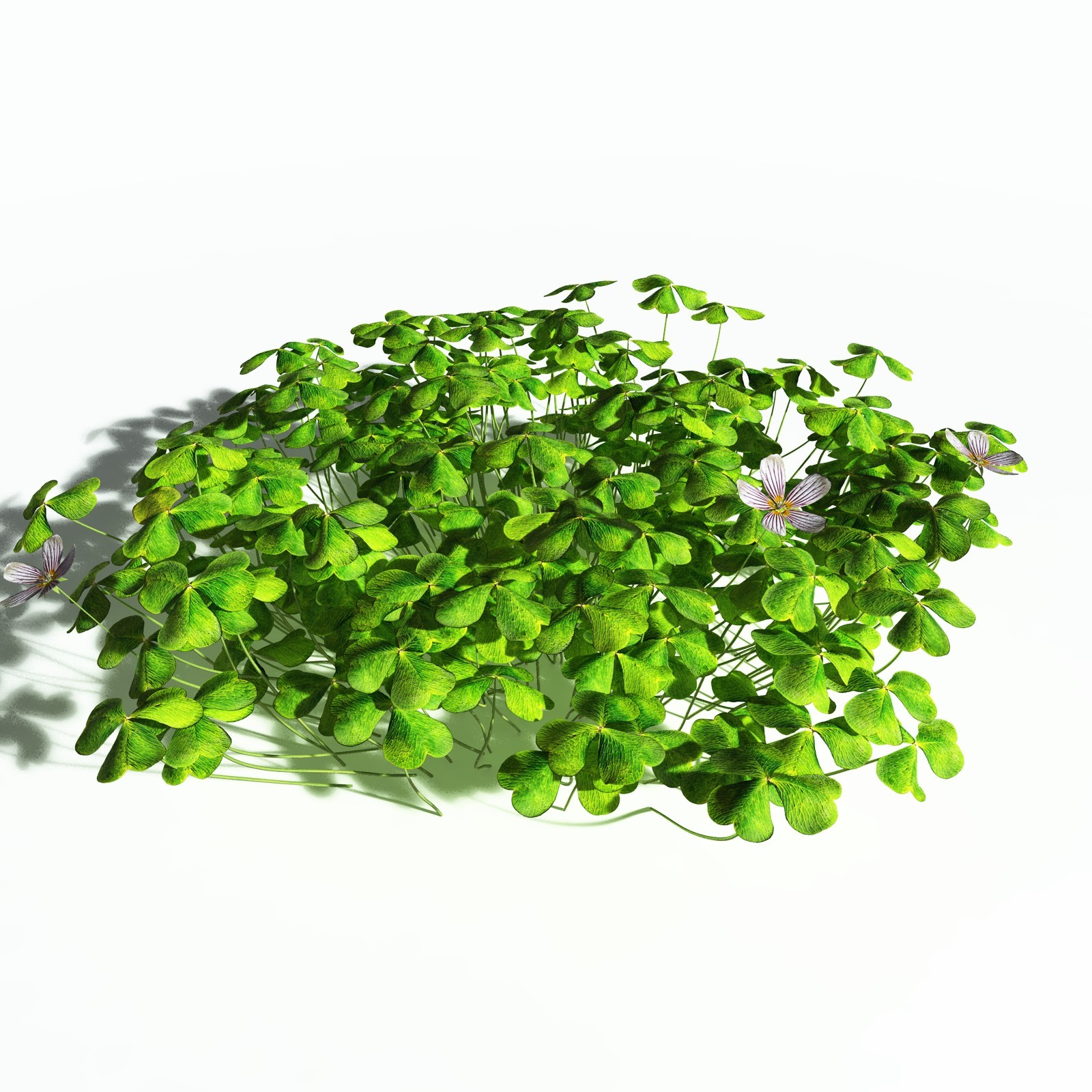 EVERYPlant Redwood Sorrel for Poser by N/A