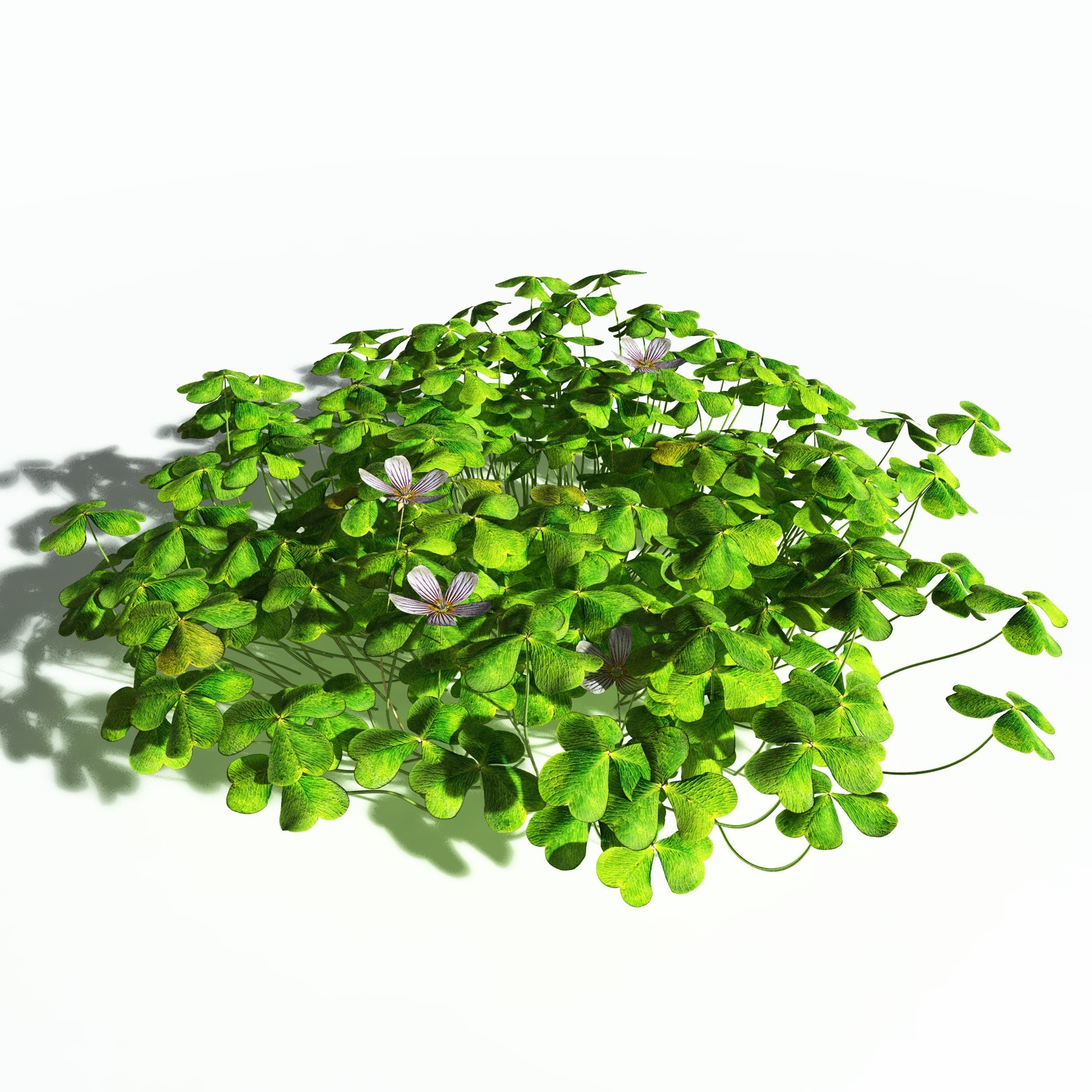 EVERYPlant Redwood Sorrel for Poser by N/A