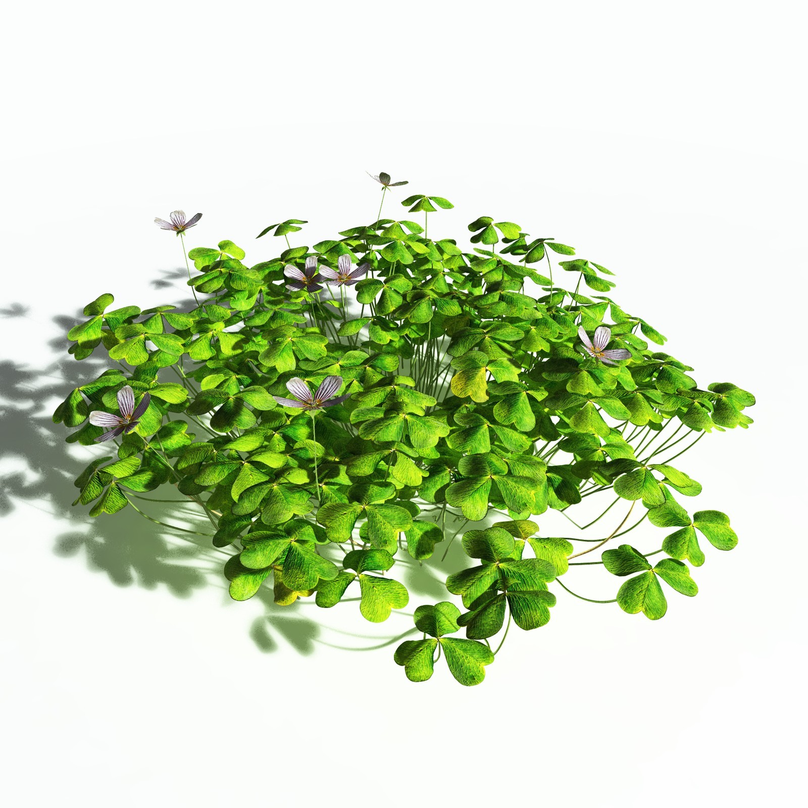 EVERYPlant Redwood Sorrel for Poser by N/A
