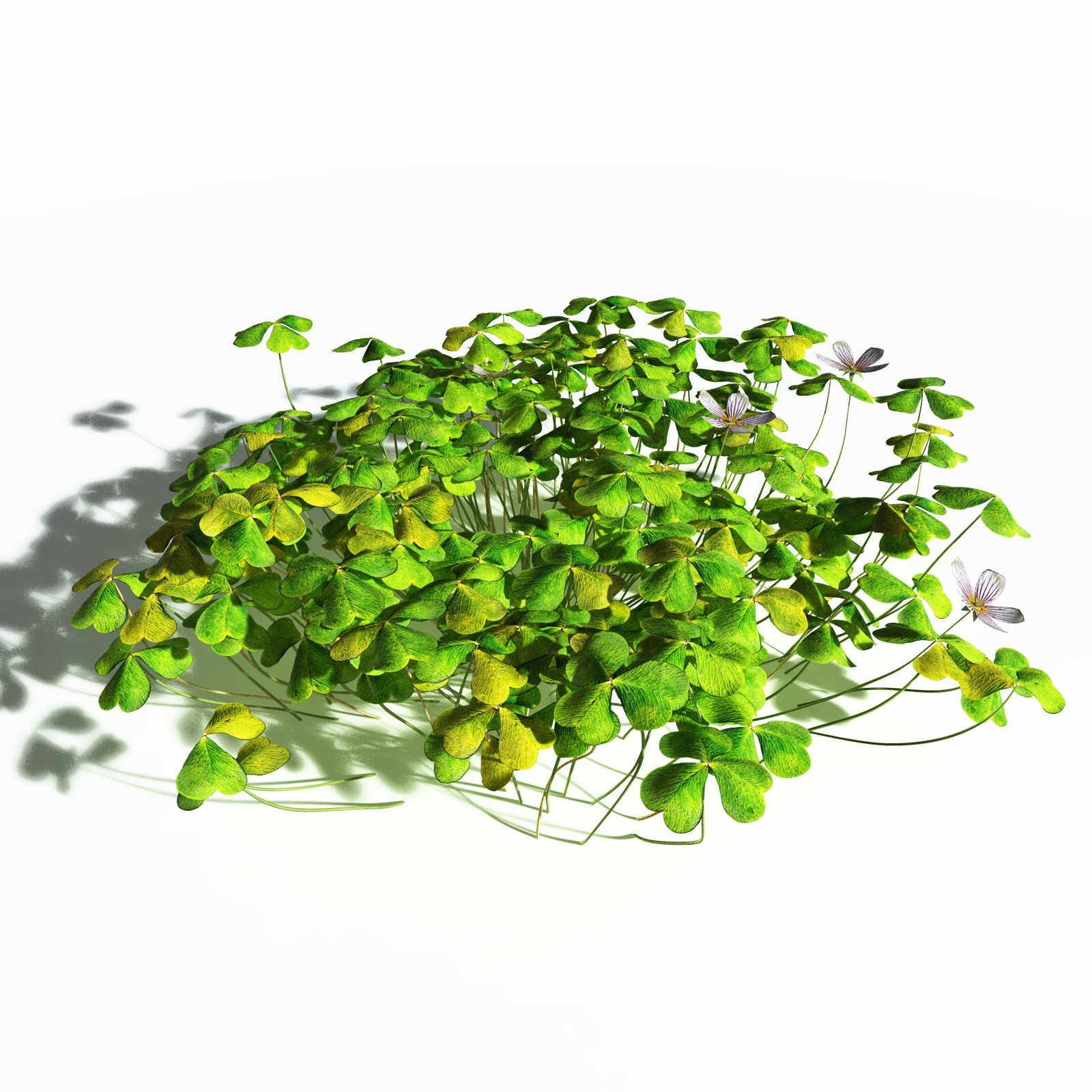 EVERYPlant Redwood Sorrel for Poser by N/A