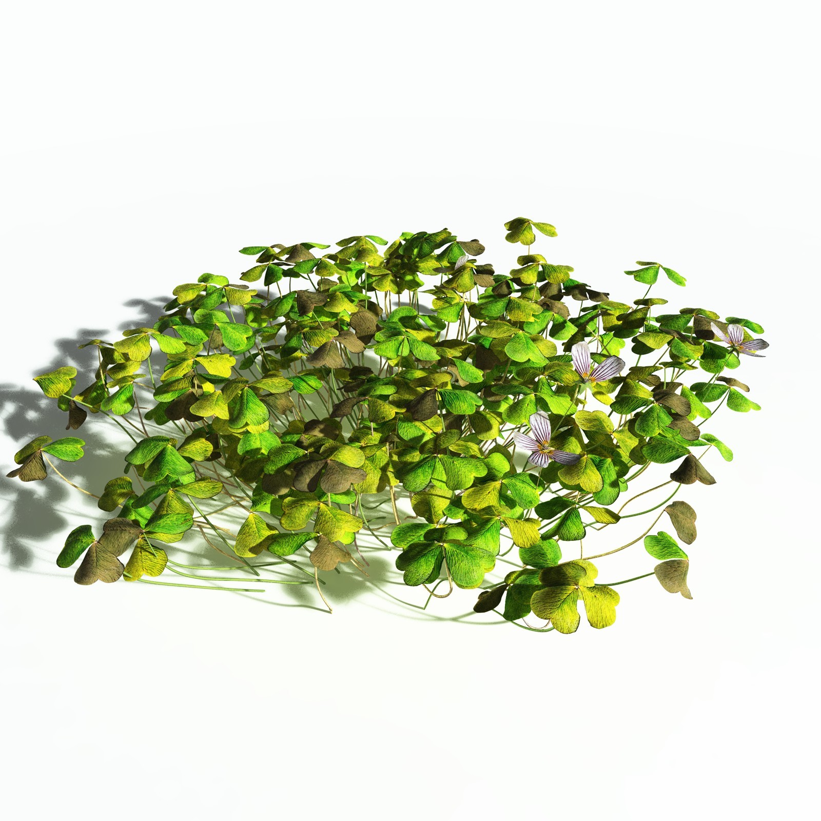 EVERYPlant Redwood Sorrel for Poser by N/A