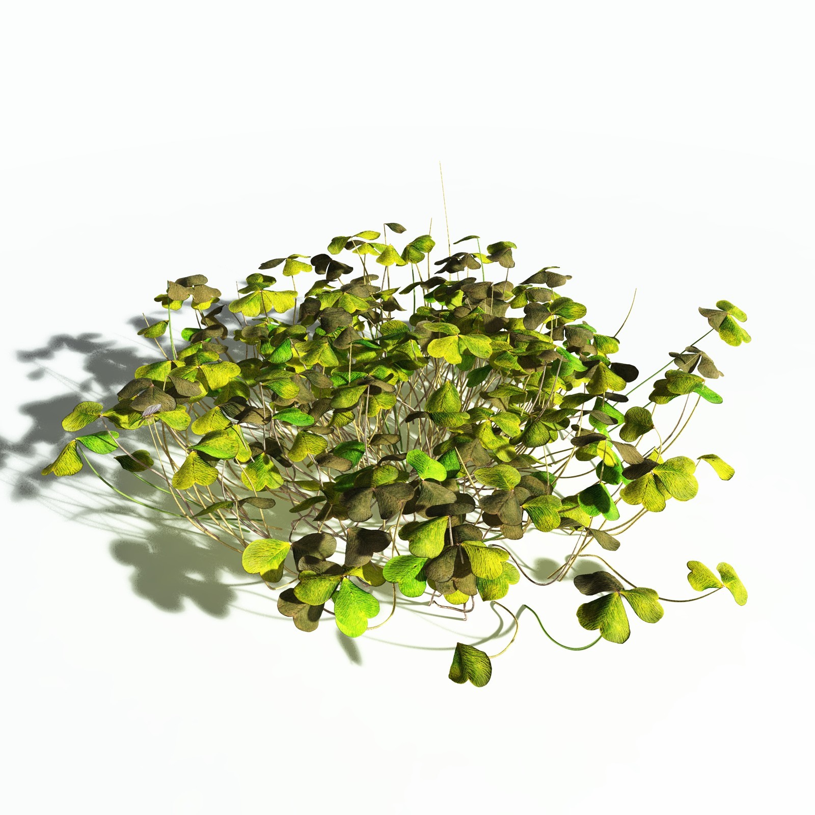 EVERYPlant Redwood Sorrel for Poser by N/A