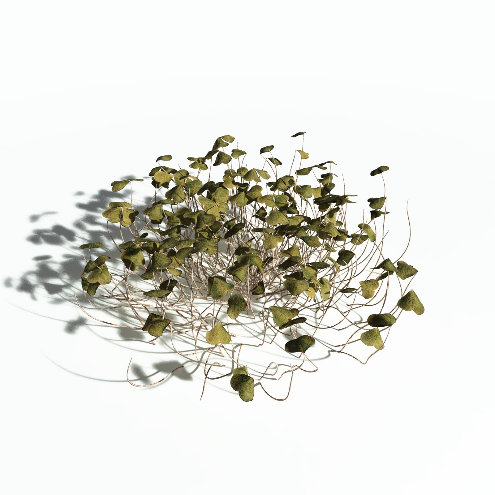 EVERYPlant Redwood Sorrel for Poser by N/A