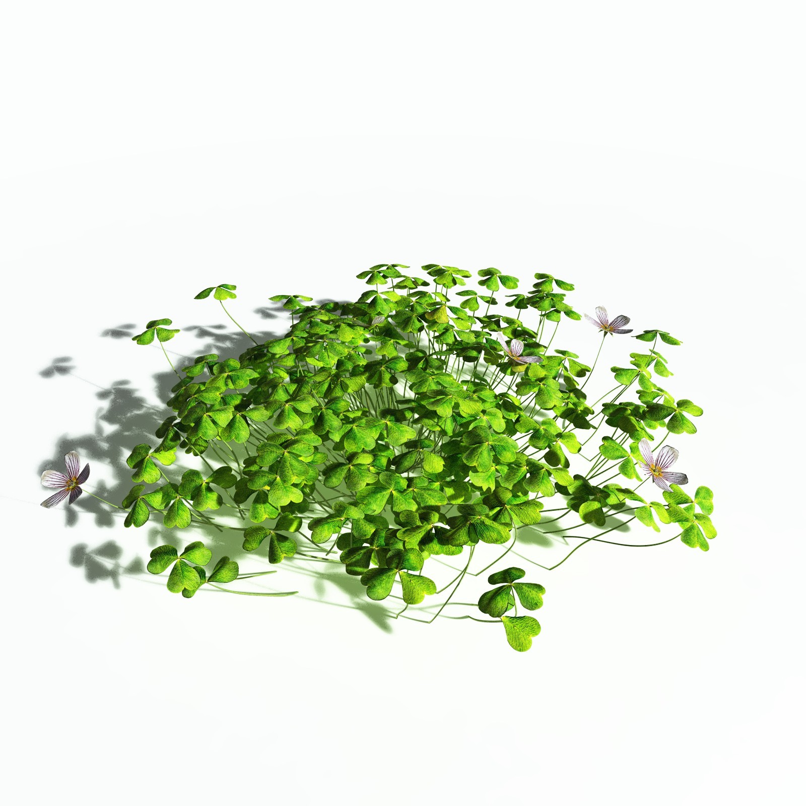 EVERYPlant Redwood Sorrel for Poser by N/A
