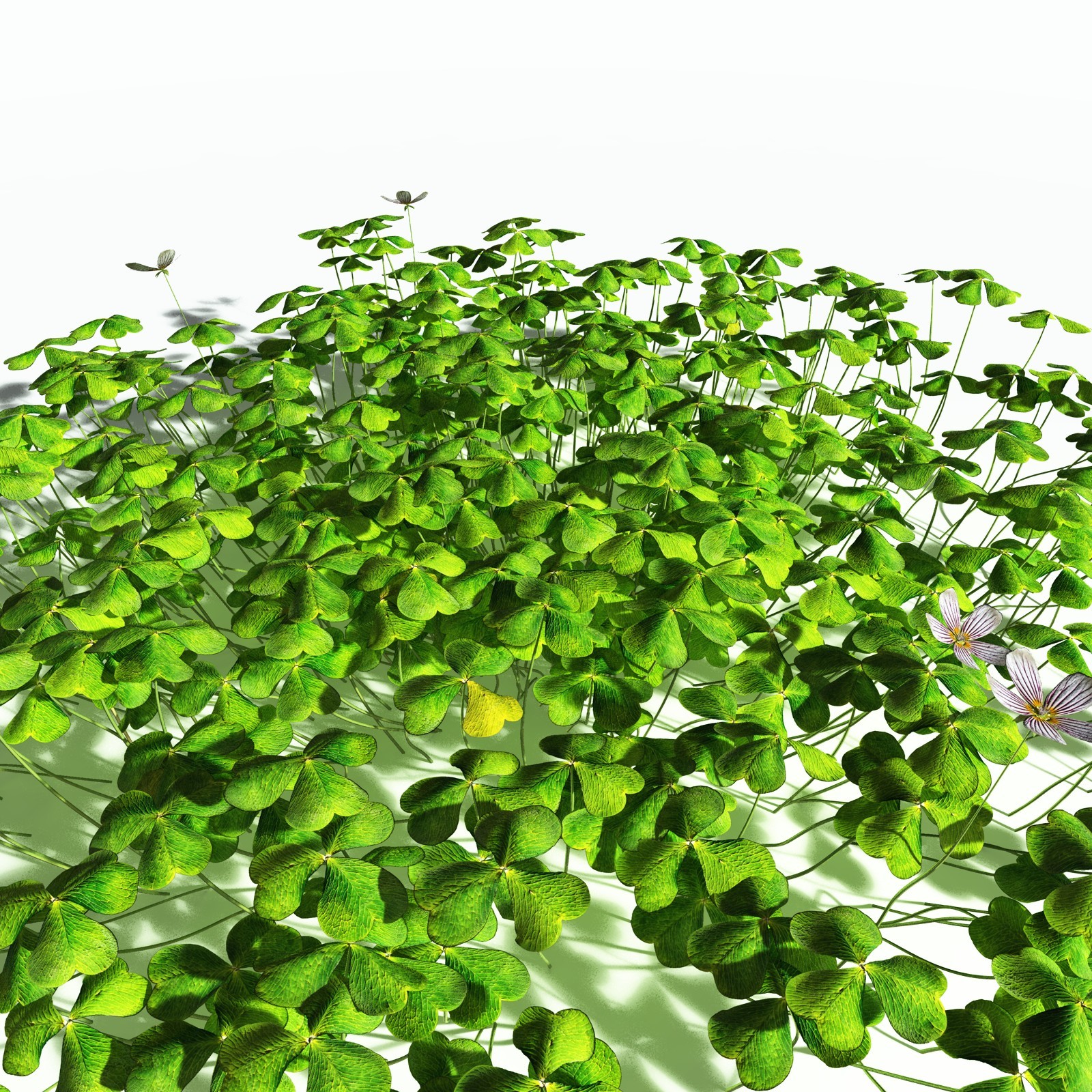 EVERYPlant Redwood Sorrel for Poser by N/A