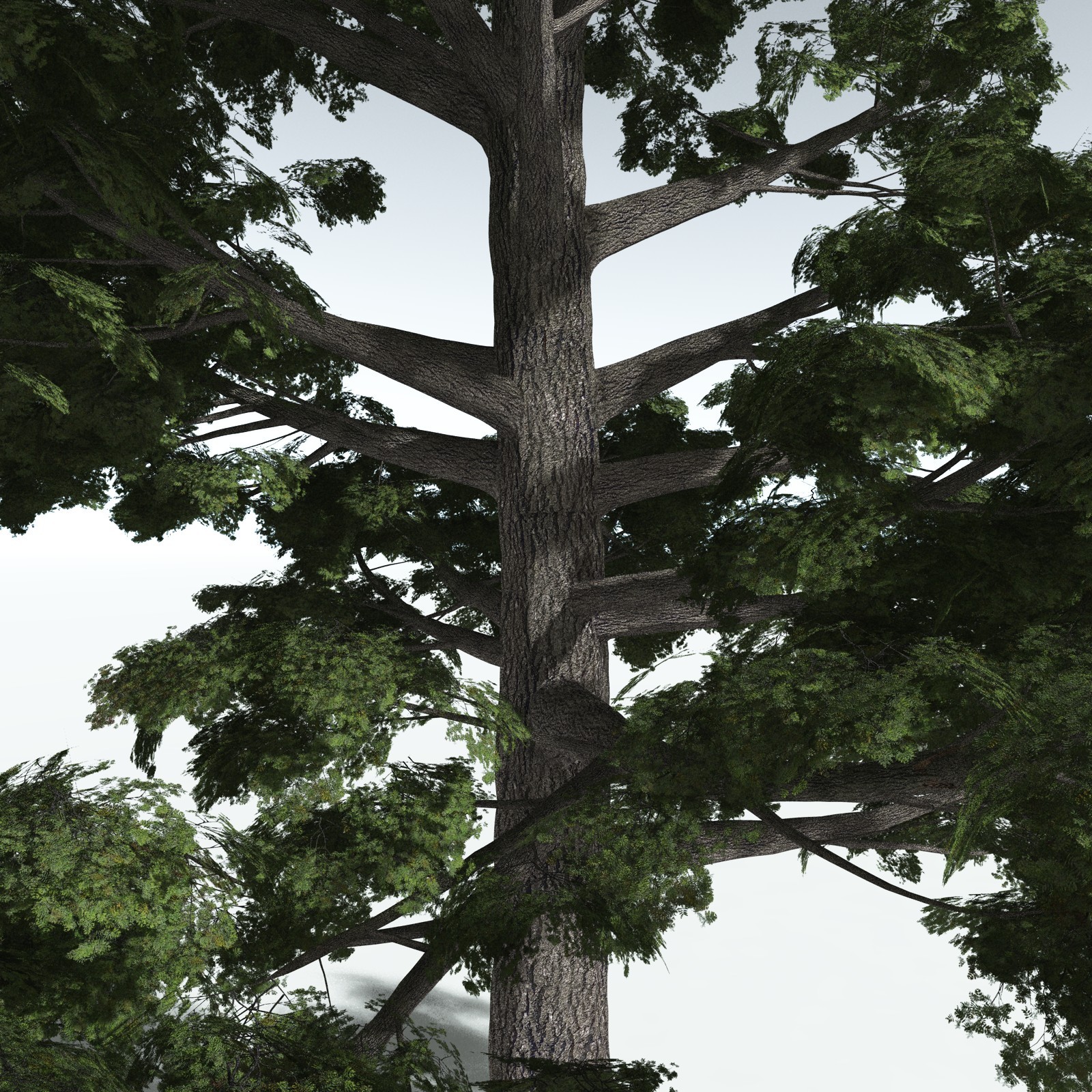 EVERYPlant Sitka Spruce for Vue by N/A