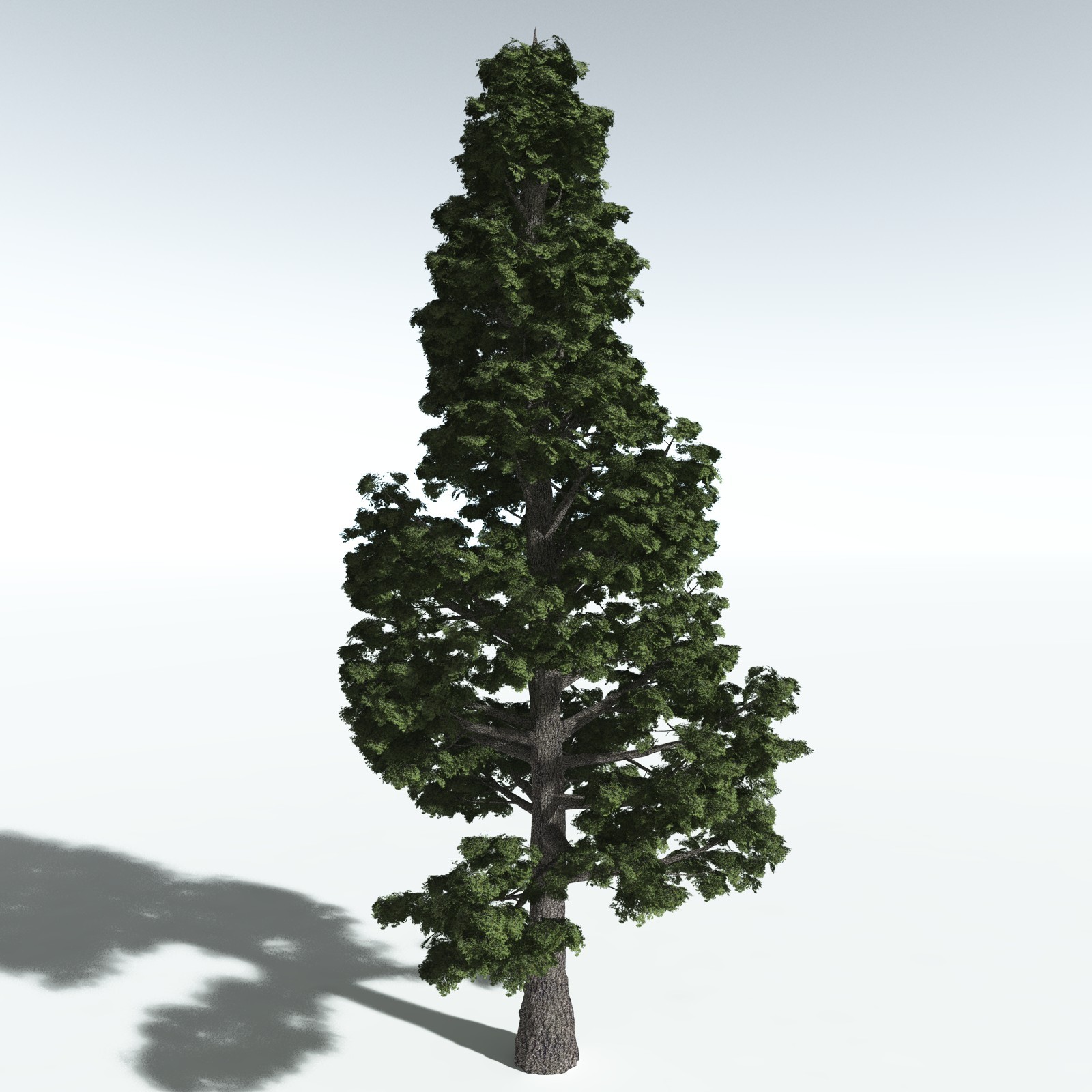 EVERYPlant Sitka Spruce for Vue by N/A