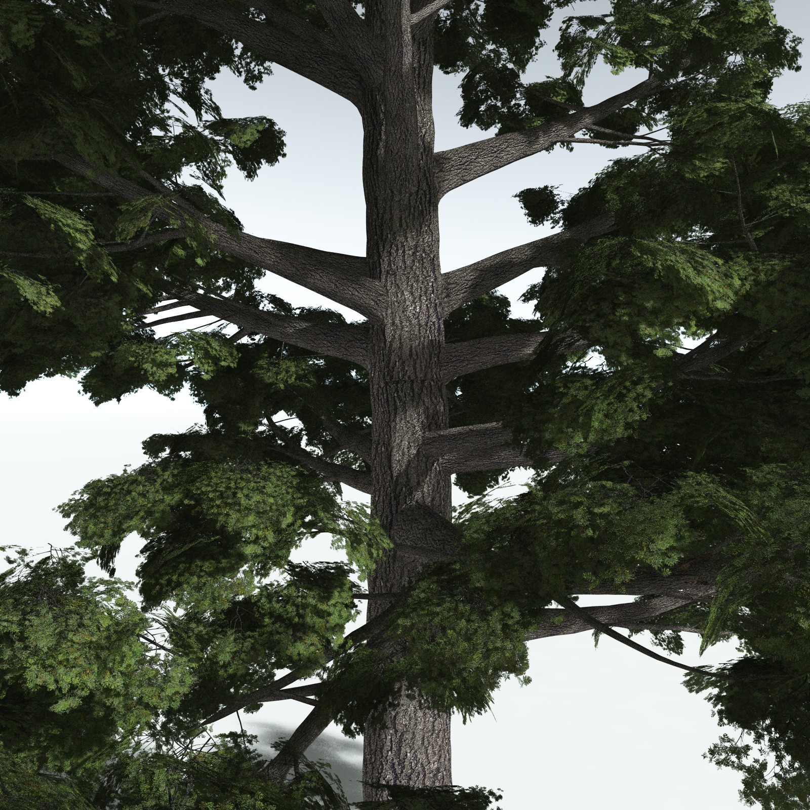 EVERYPlant Sitka Spruce for Vue by N/A