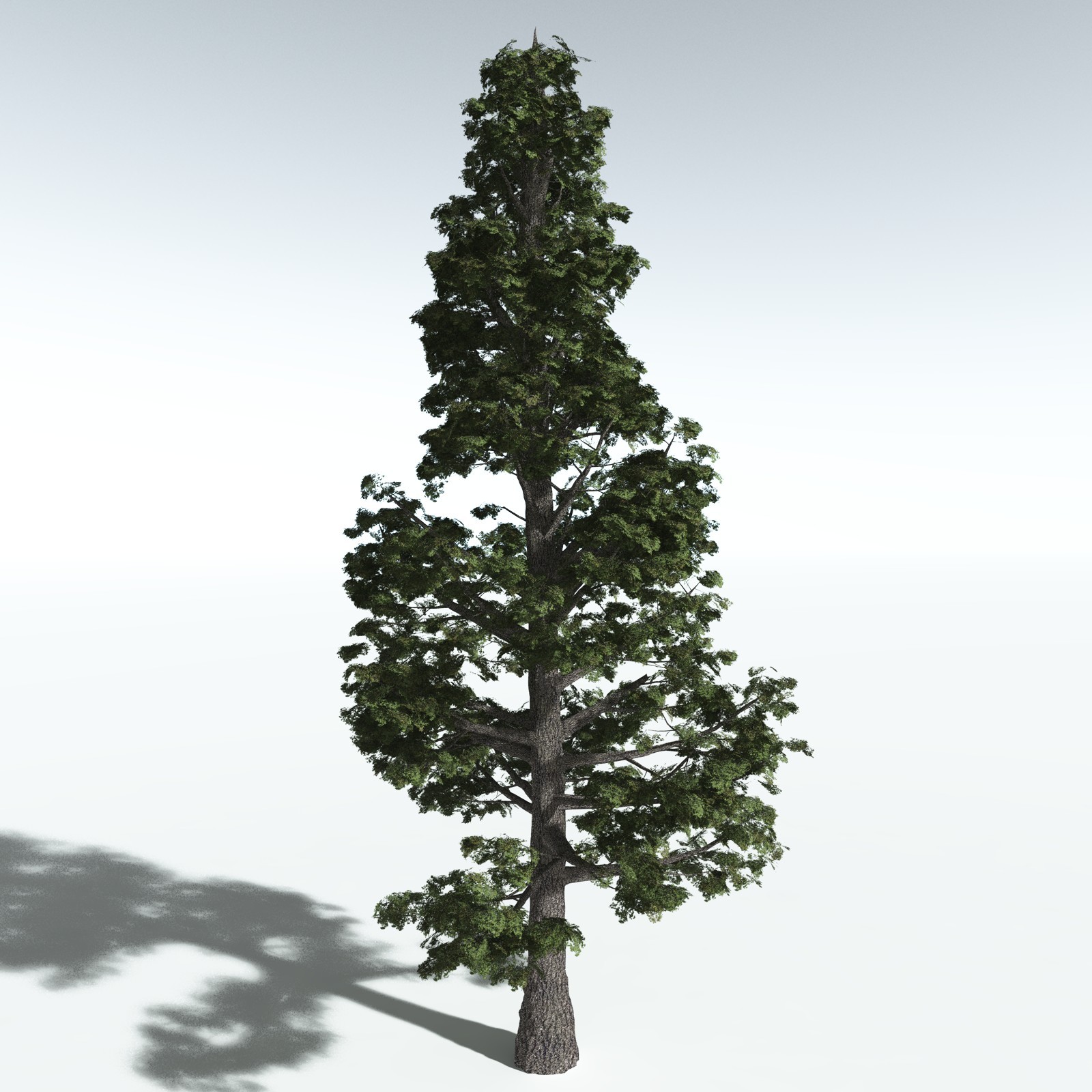 EVERYPlant Sitka Spruce for Vue by N/A