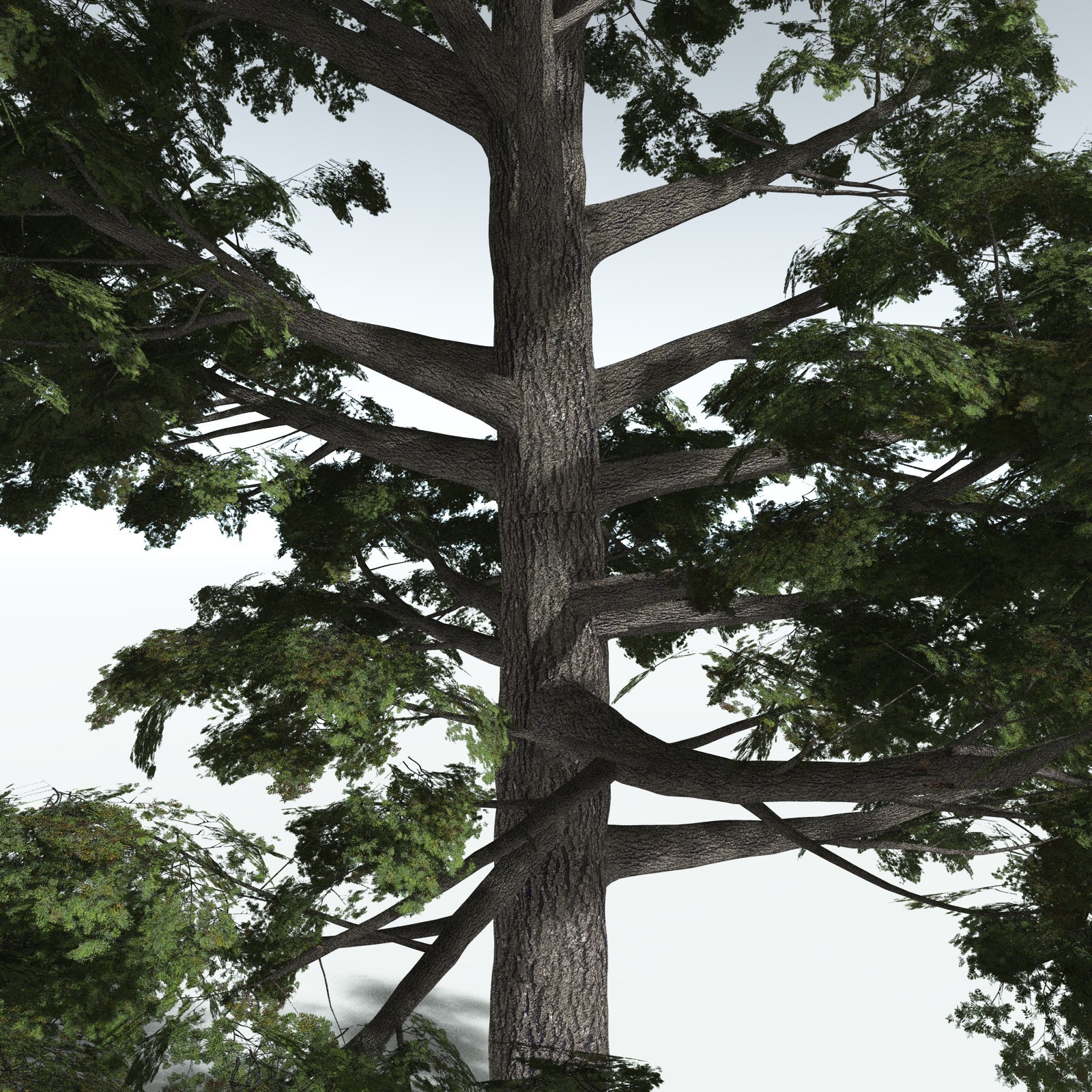 EVERYPlant Sitka Spruce for Vue by N/A