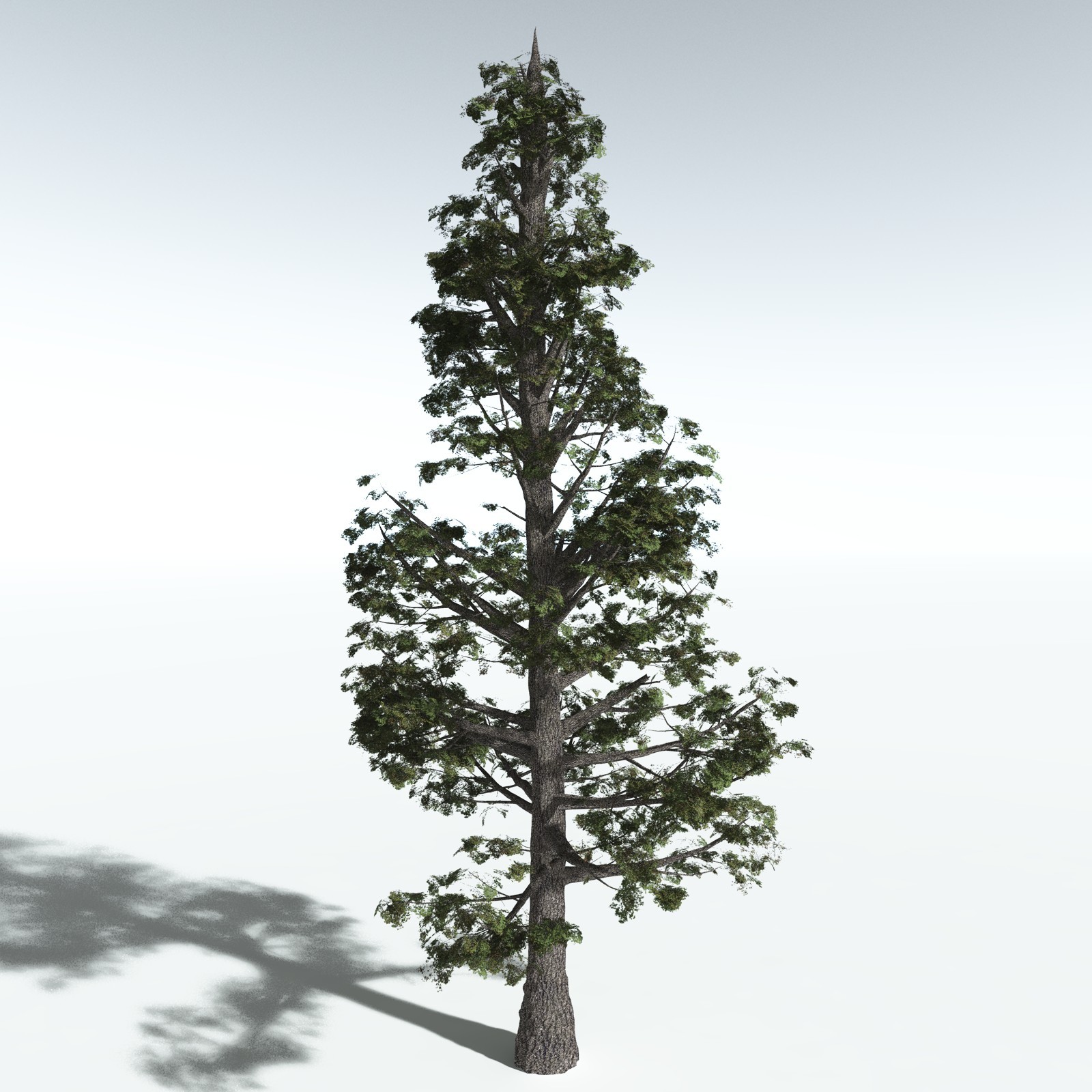 EVERYPlant Sitka Spruce for Vue by N/A