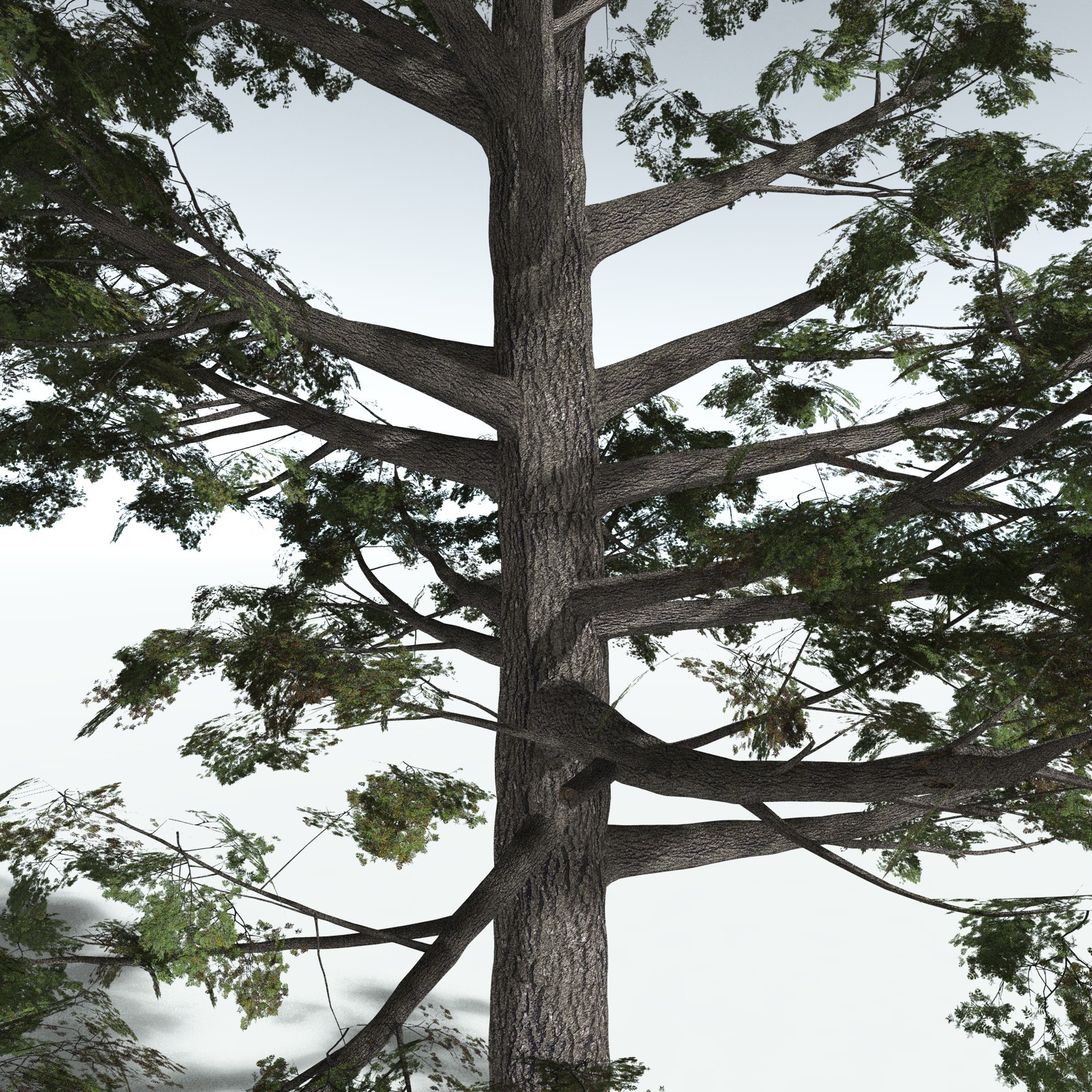 EVERYPlant Sitka Spruce for Vue by N/A