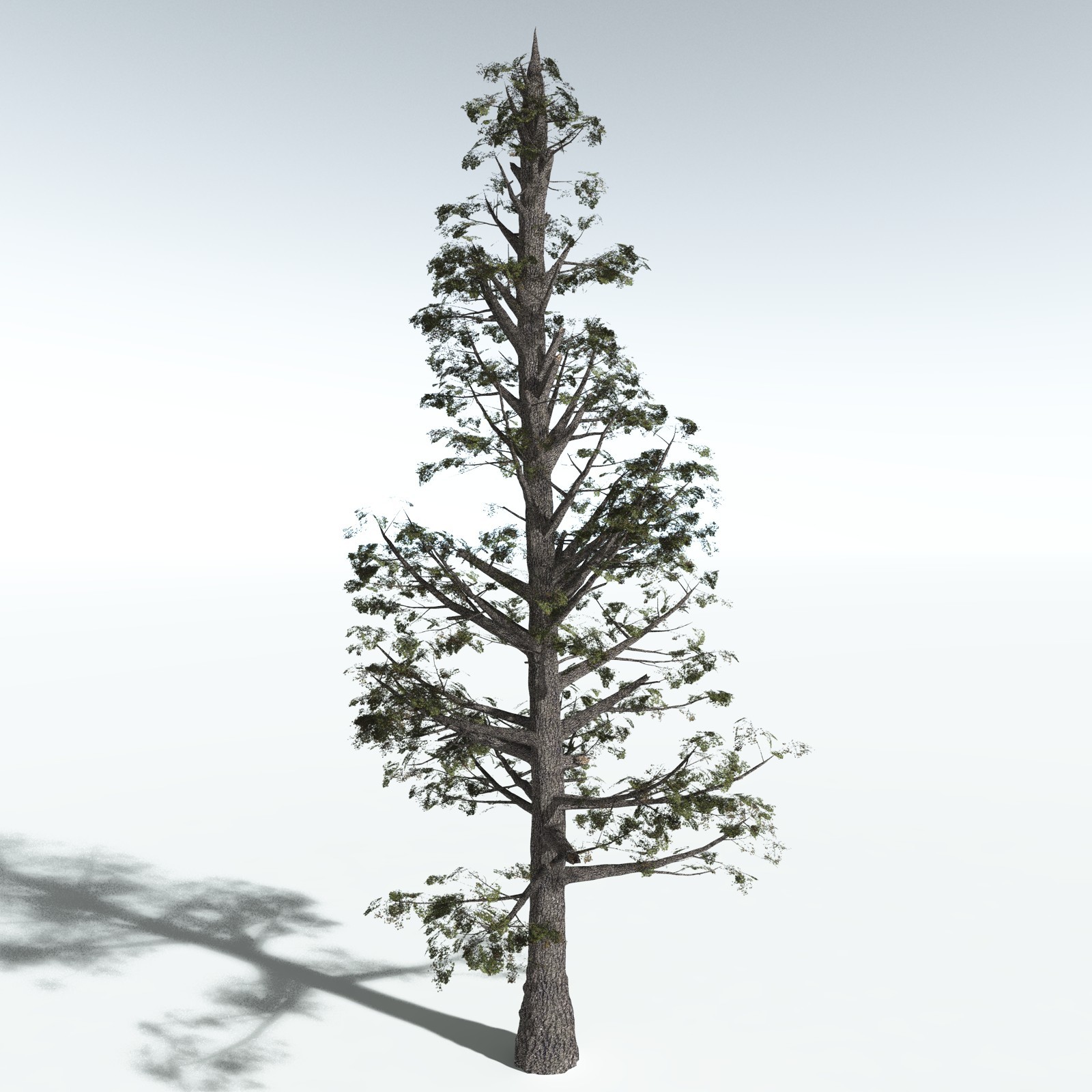 EVERYPlant Sitka Spruce for Vue by N/A