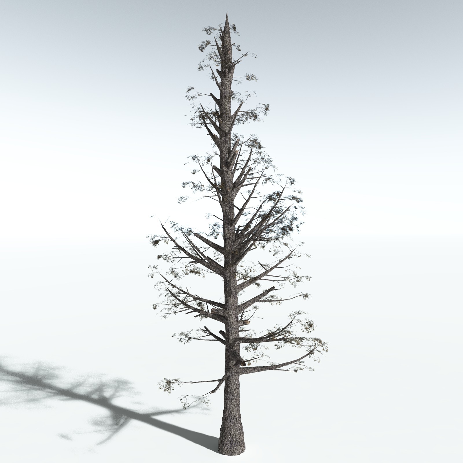 EVERYPlant Sitka Spruce for Vue by N/A