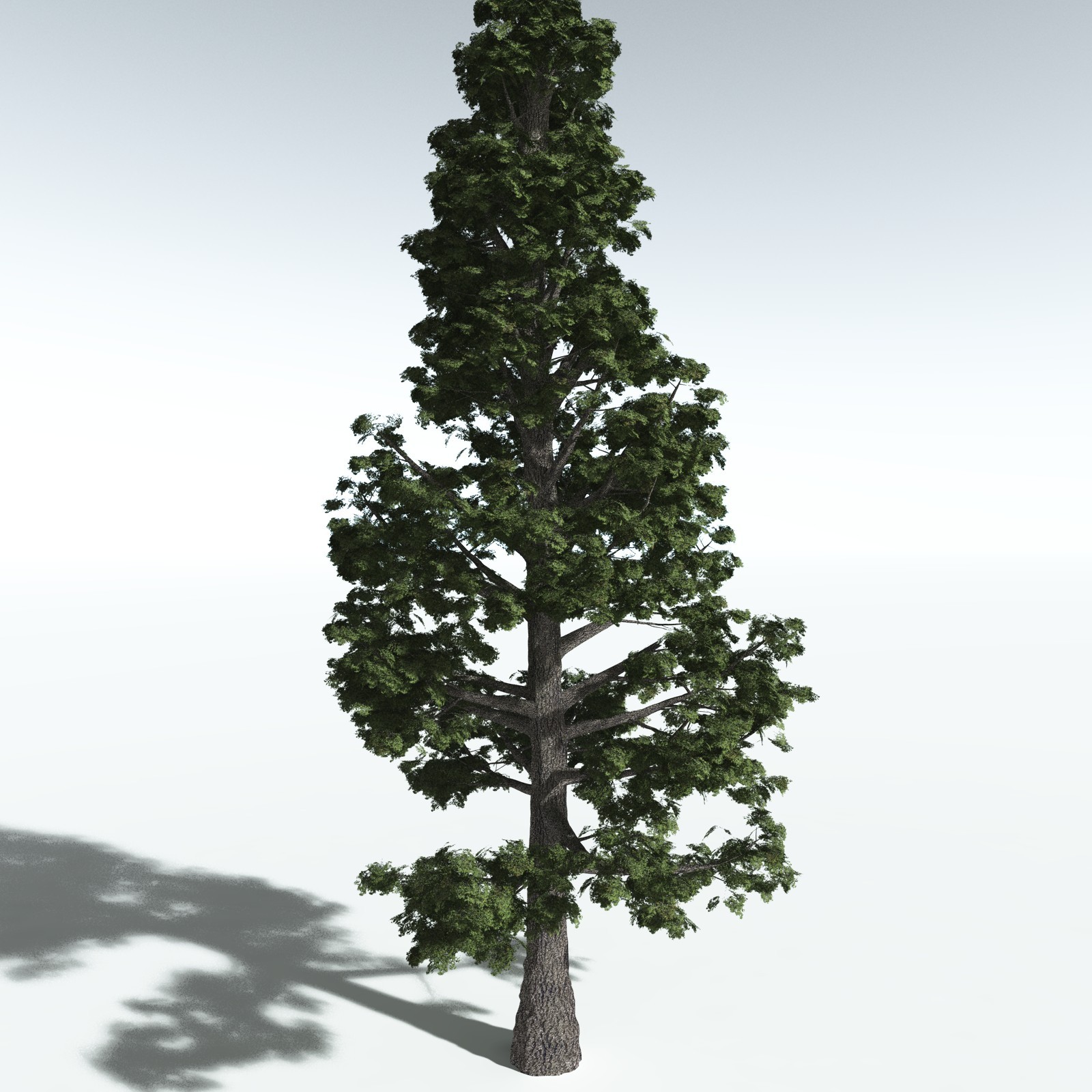 EVERYPlant Sitka Spruce for Vue by N/A