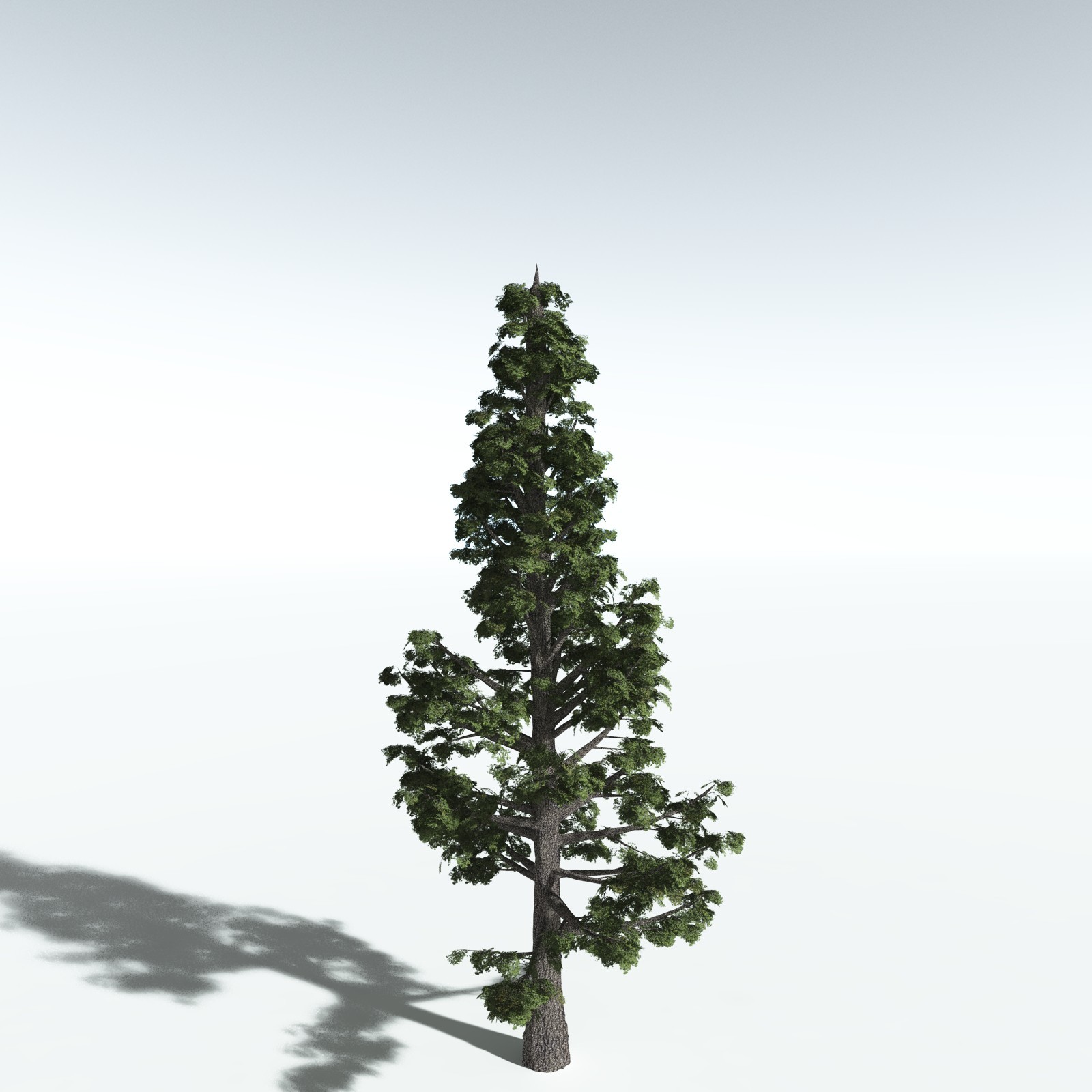 EVERYPlant Sitka Spruce for Vue by N/A