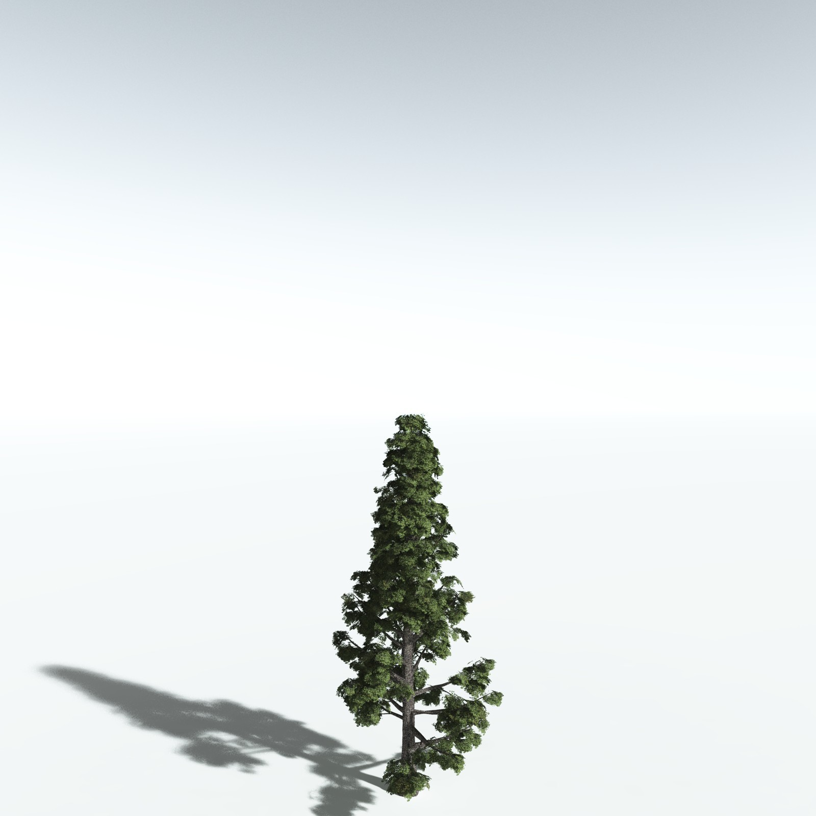 EVERYPlant Sitka Spruce for Vue by N/A