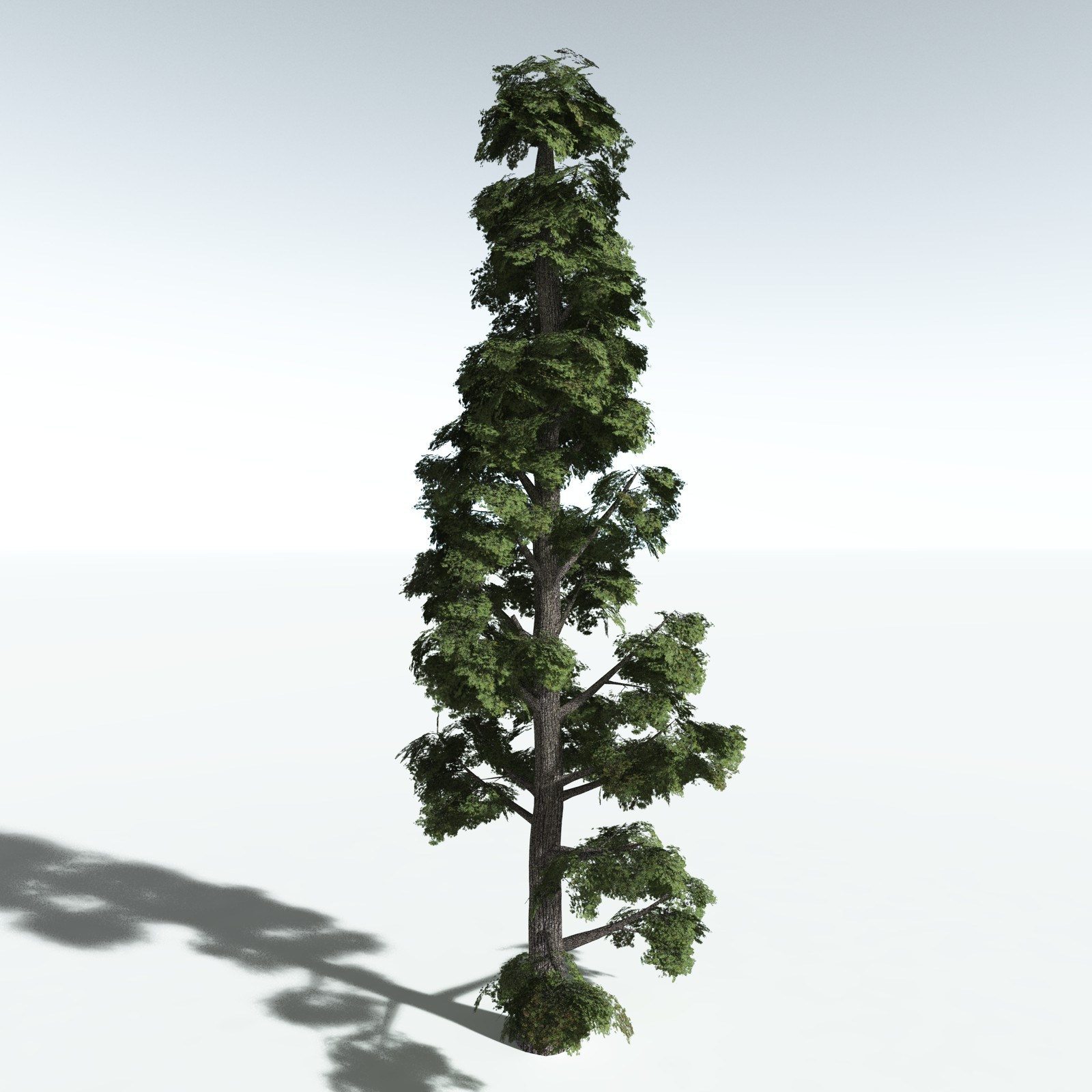 EVERYPlant Sitka Spruce for Vue by N/A