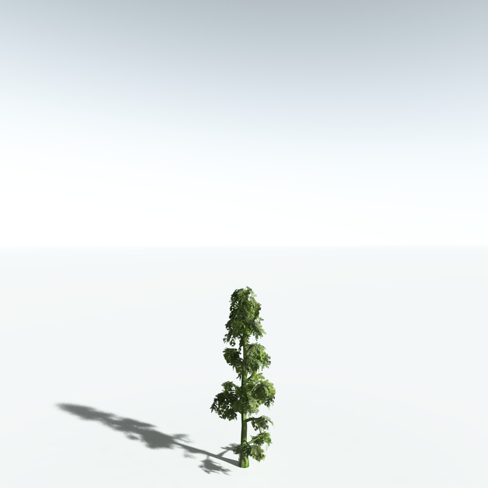 EVERYPlant Sitka Spruce for Vue by N/A