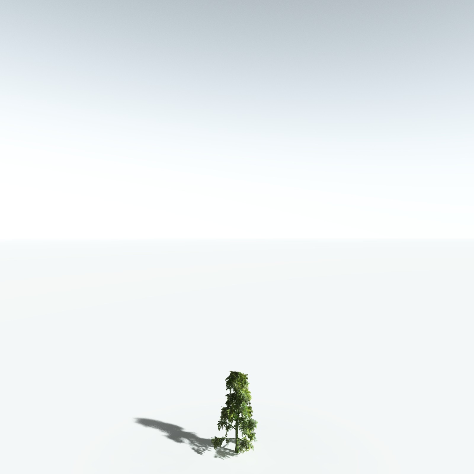 EVERYPlant Sitka Spruce for Vue by N/A
