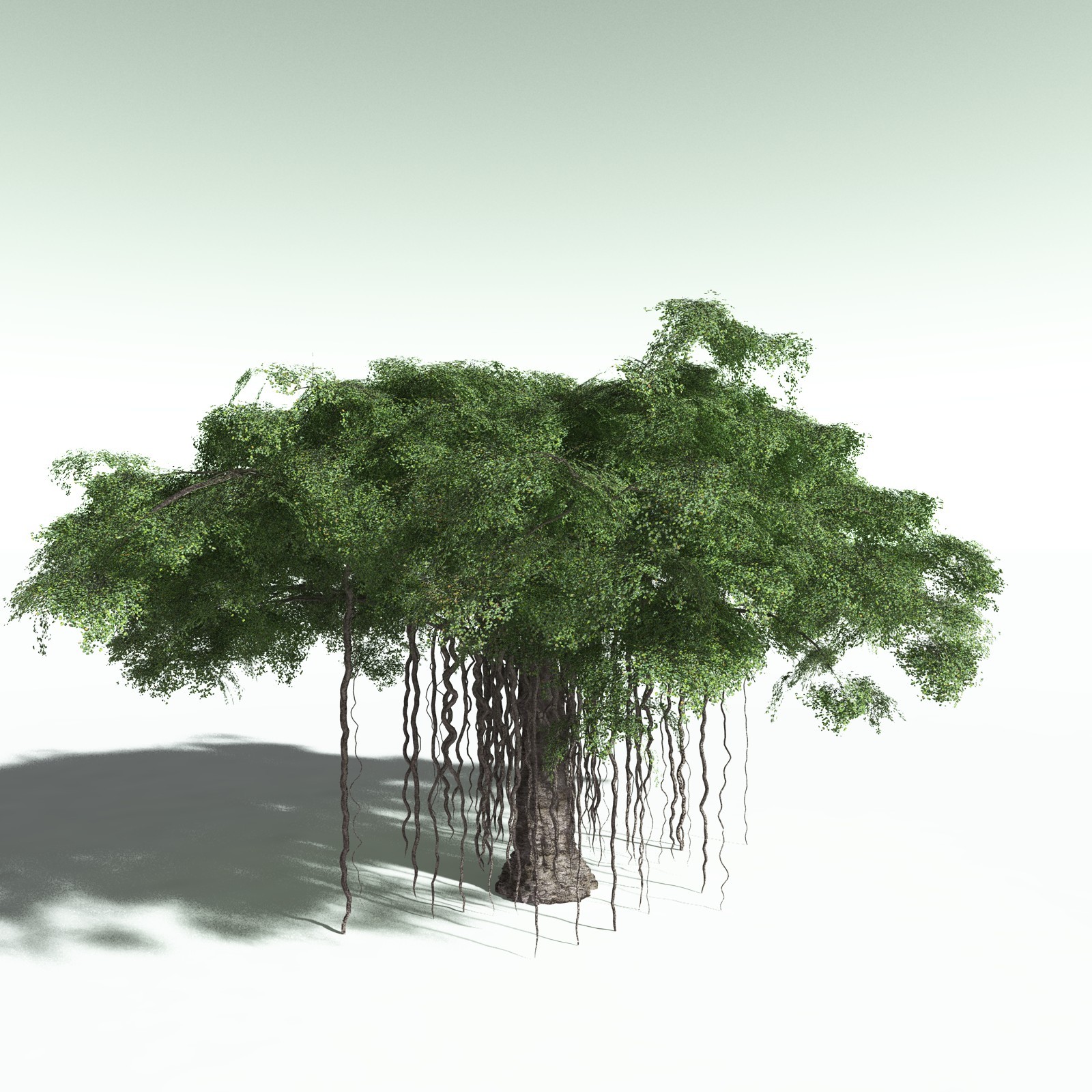 EVERYPlant Banyan Tree for Poser by N/A