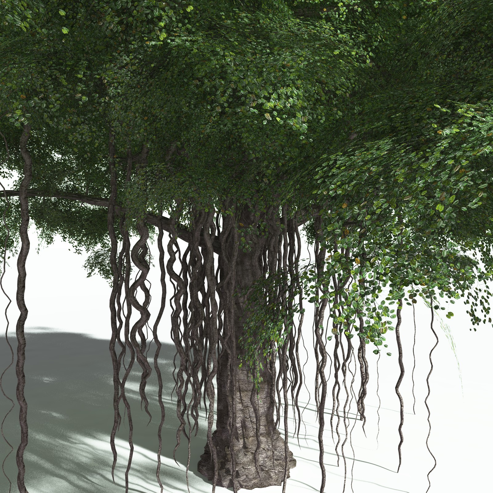 EVERYPlant Banyan Tree for Poser by N/A