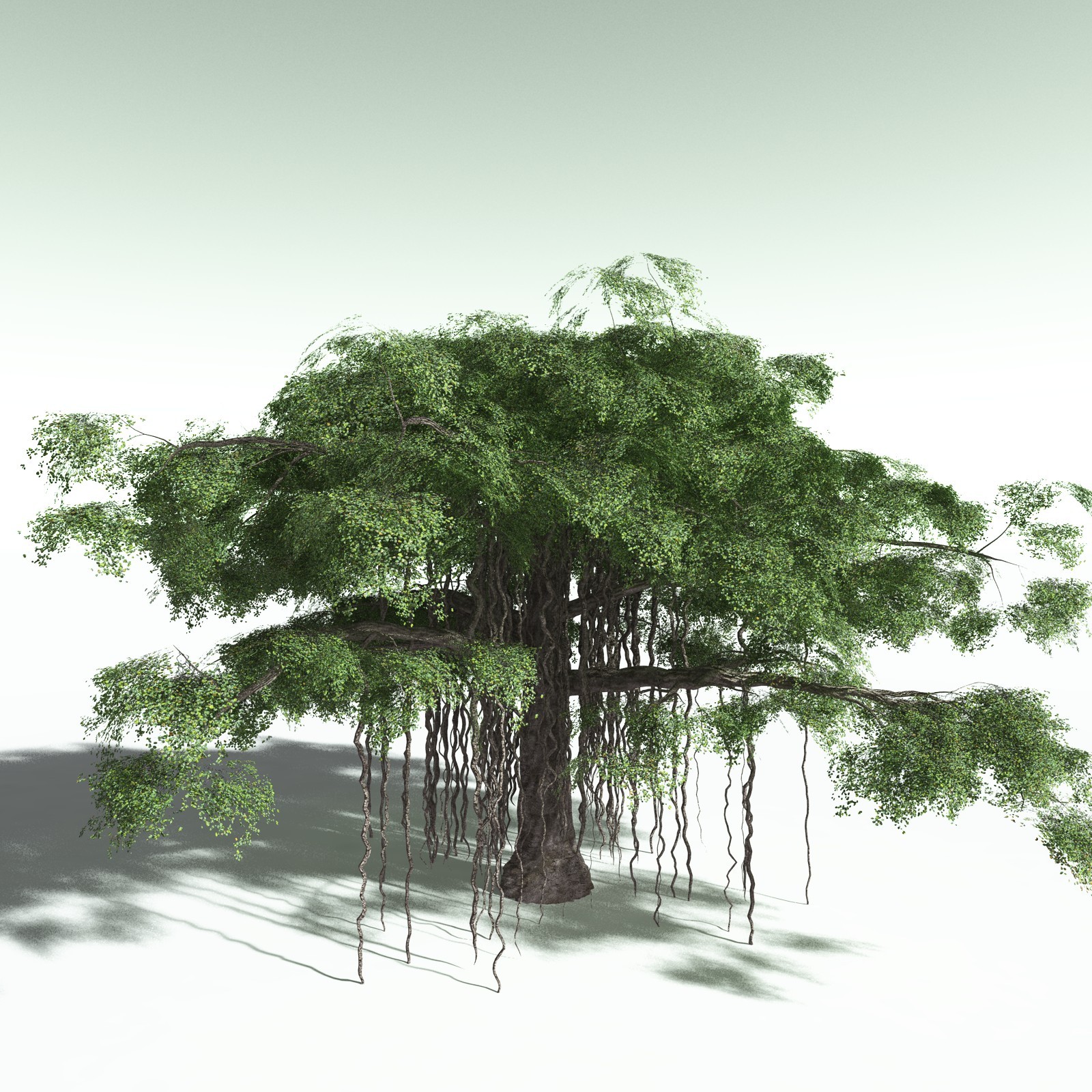 EVERYPlant Banyan Tree for Poser by N/A