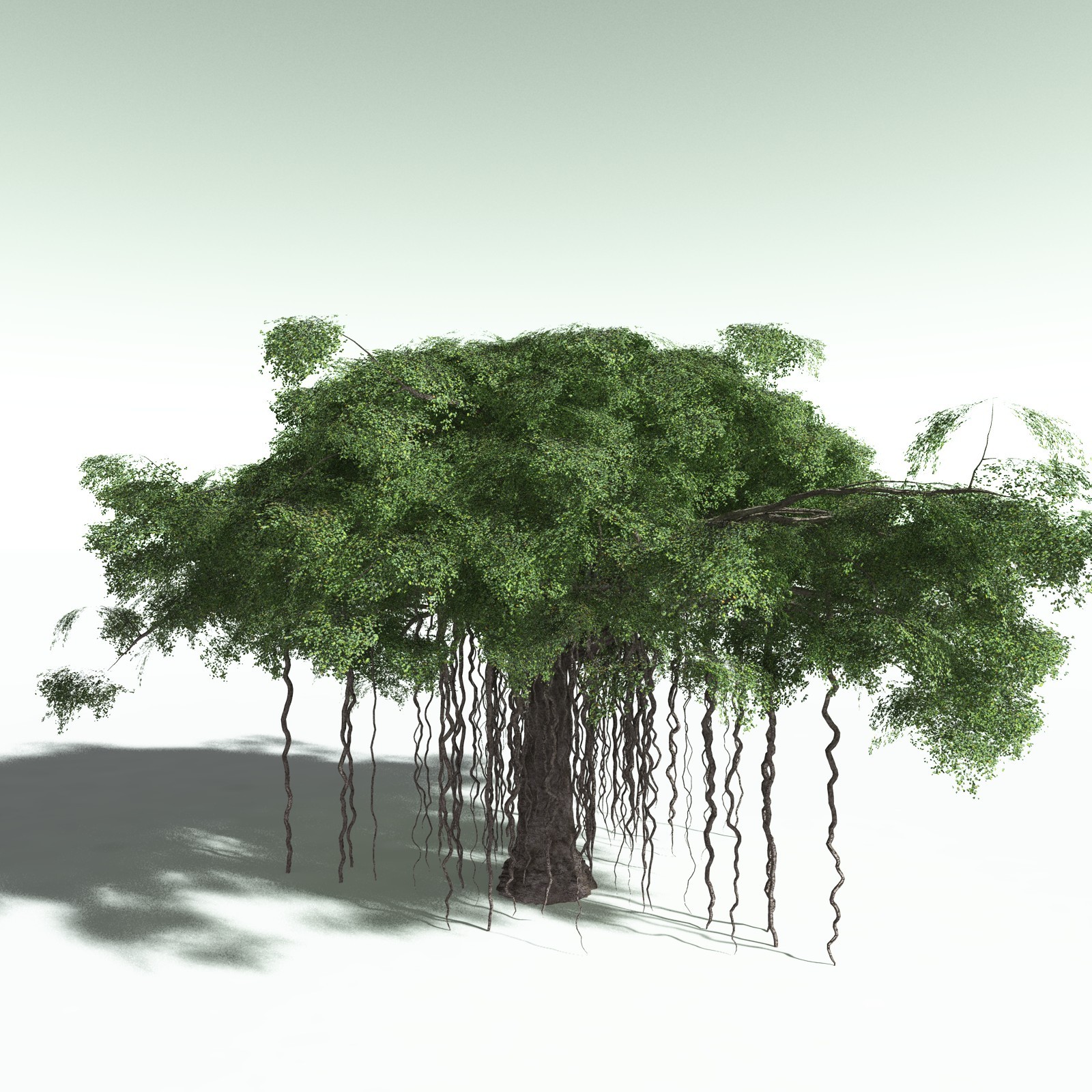 EVERYPlant Banyan Tree for Poser by N/A
