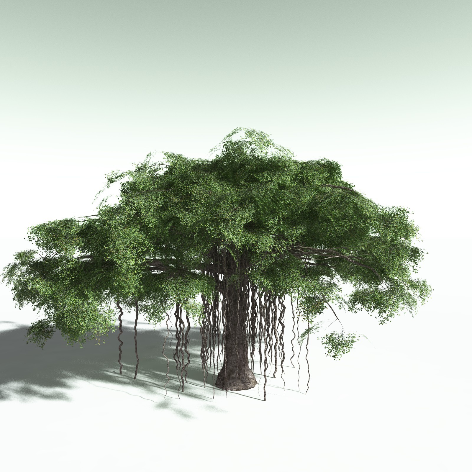 EVERYPlant Banyan Tree for Poser by N/A