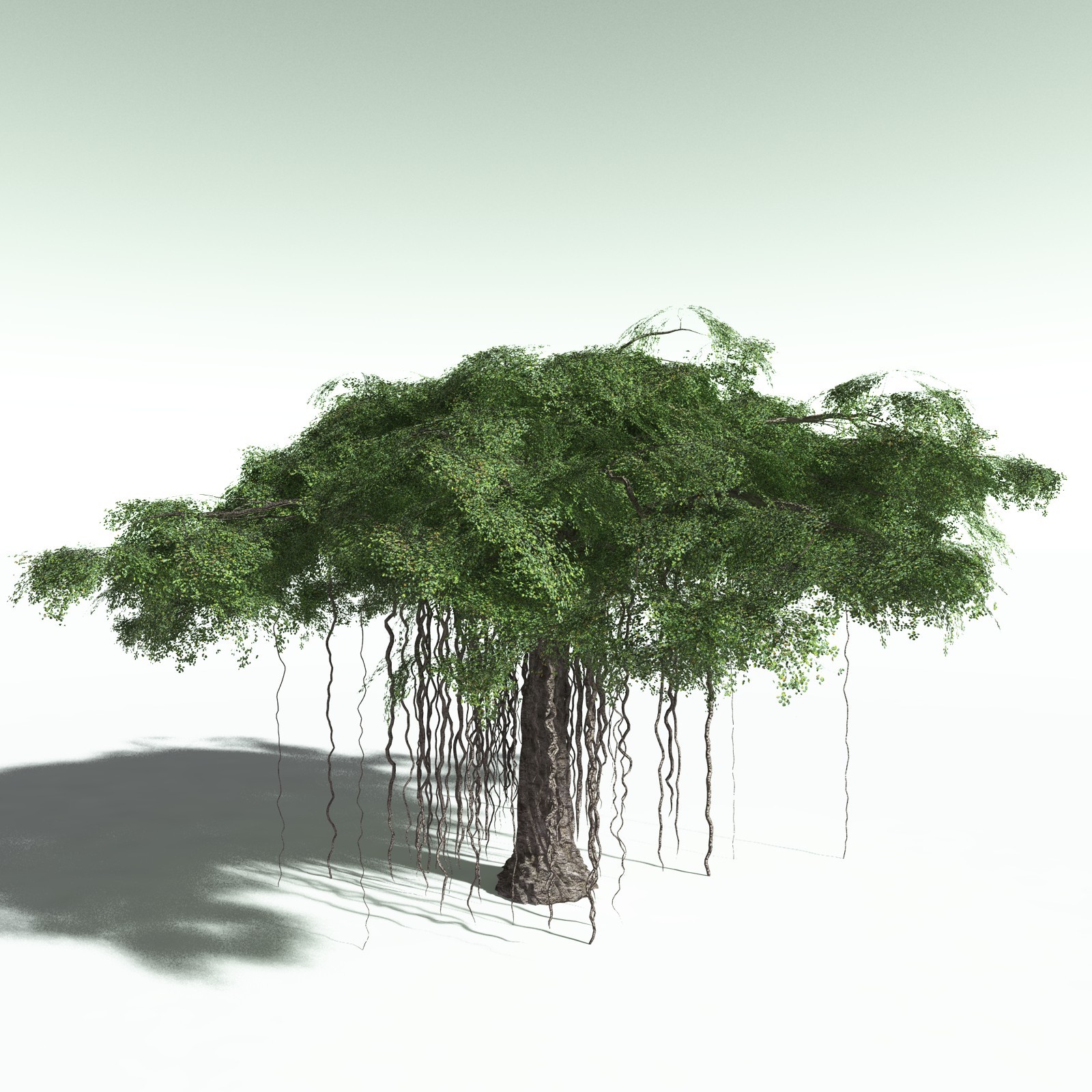 EVERYPlant Banyan Tree for Poser by N/A