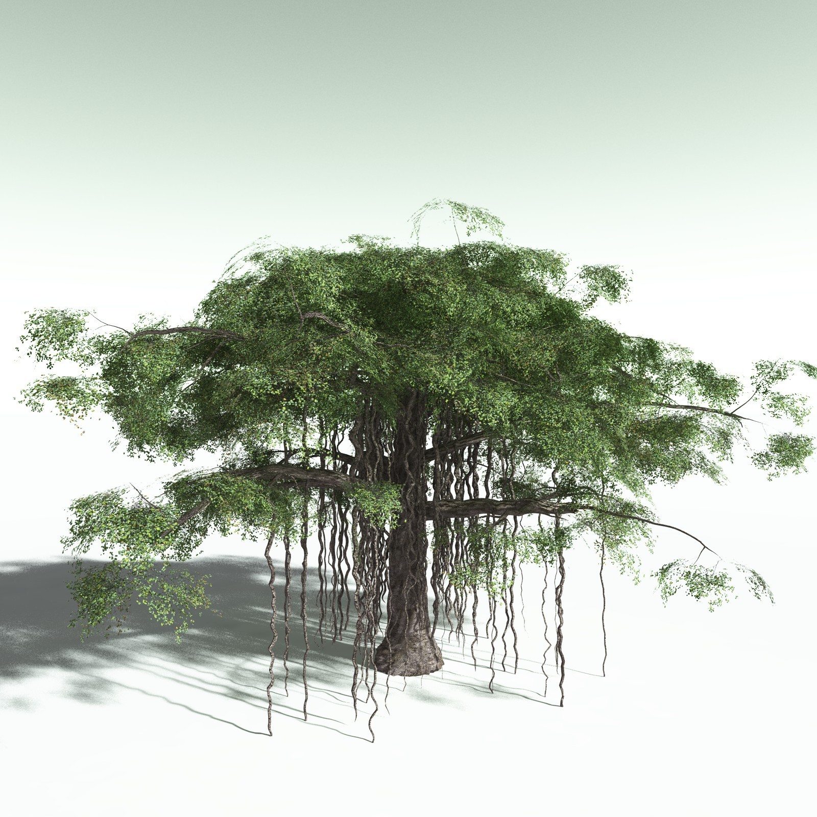 EVERYPlant Banyan Tree for Poser by N/A