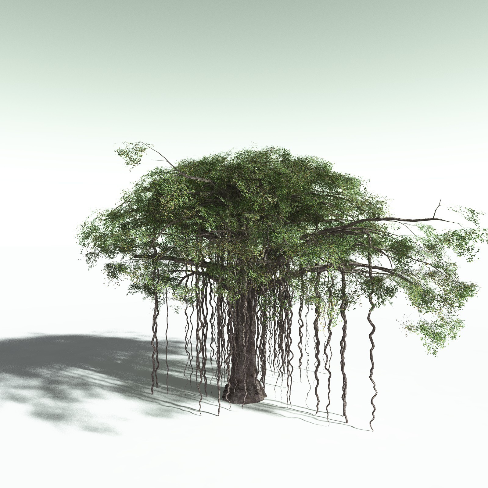 EVERYPlant Banyan Tree for Poser by N/A