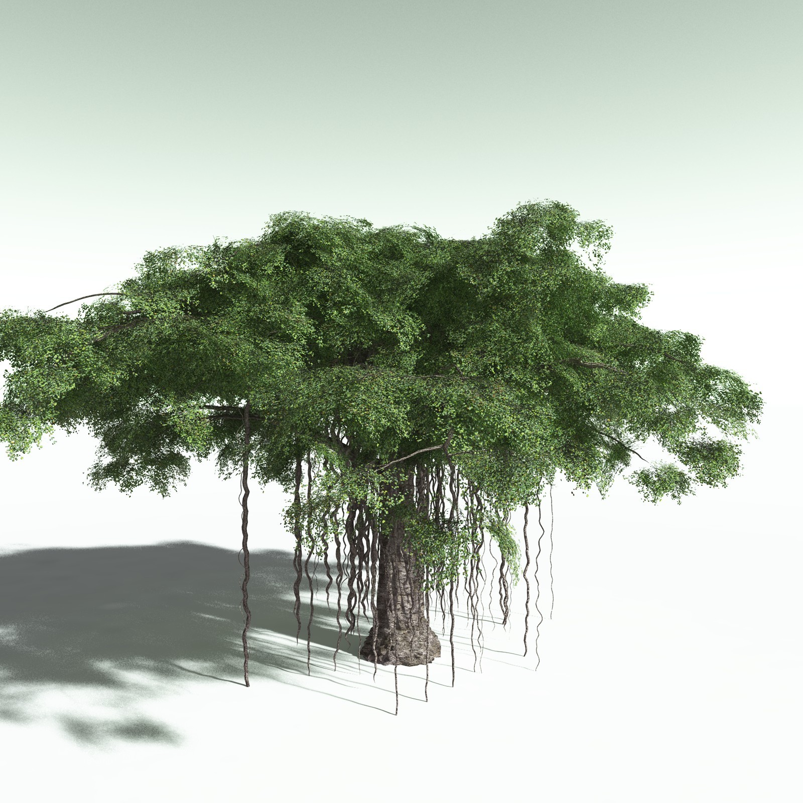 EVERYPlant Banyan Tree for Poser by N/A