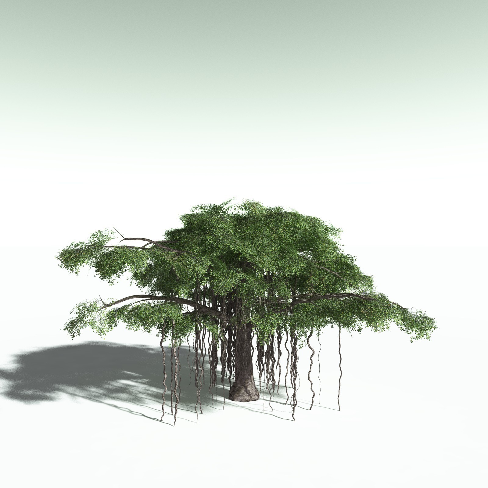 EVERYPlant Banyan Tree for Poser by N/A