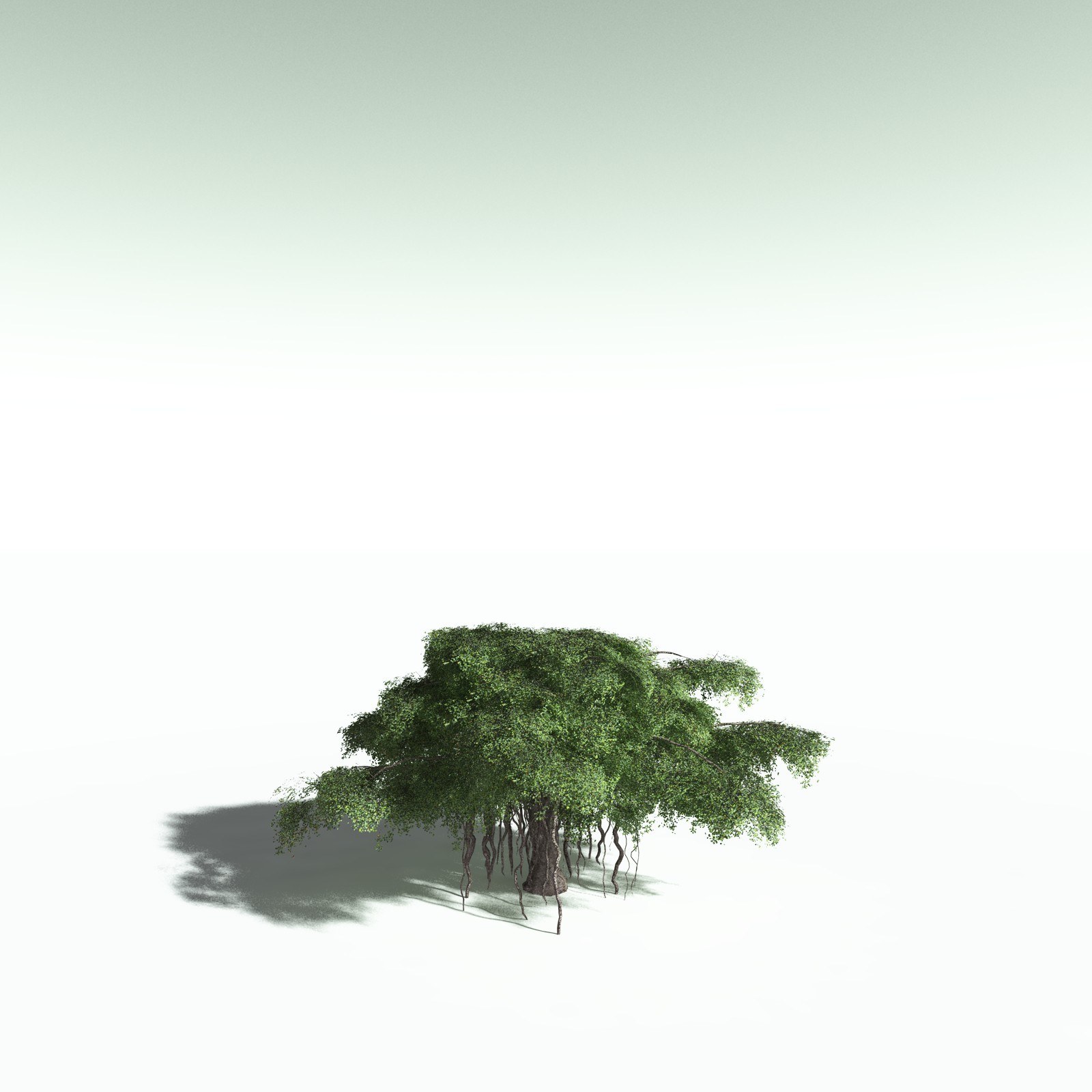 EVERYPlant Banyan Tree for Poser by N/A