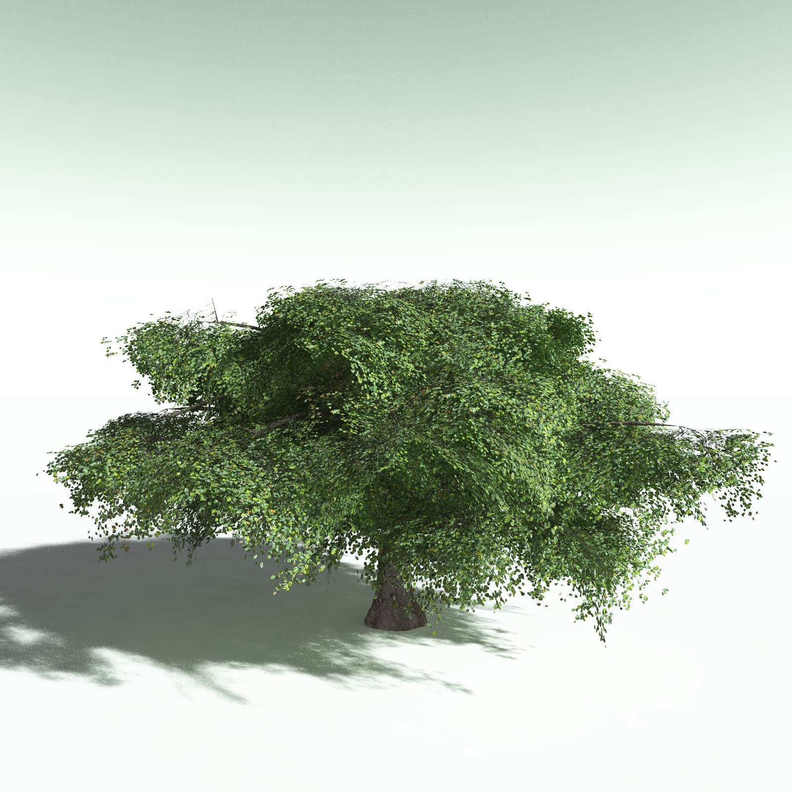 EVERYPlant Banyan Tree for Poser by N/A